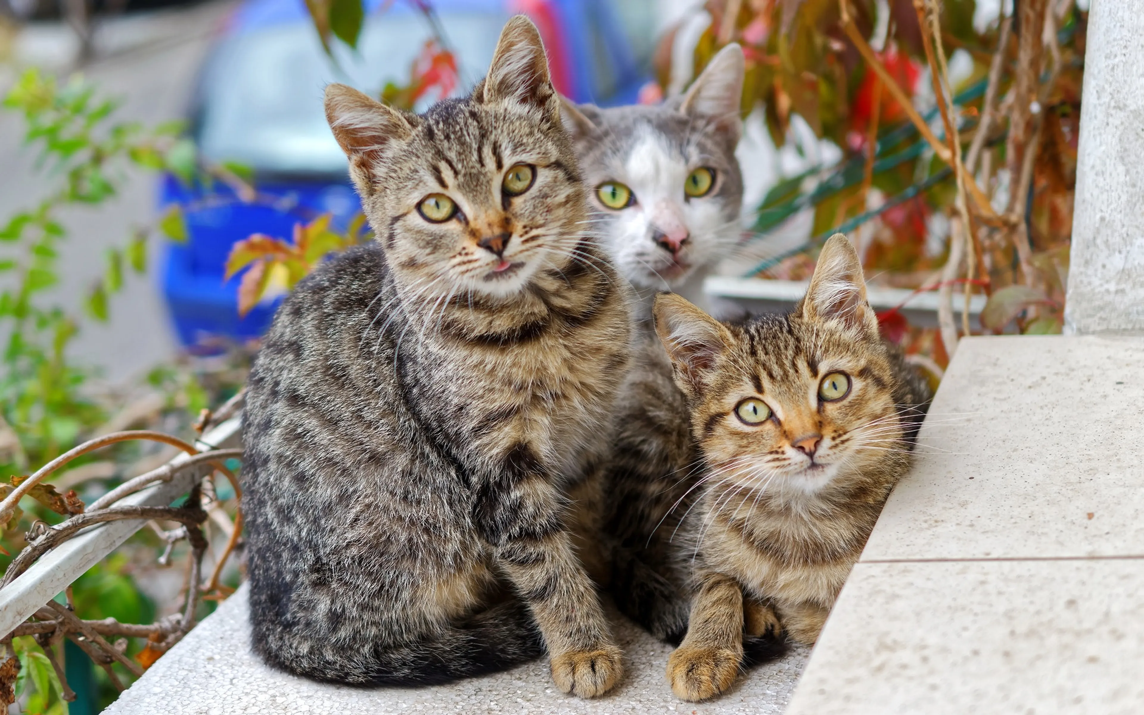 Politie weet wie baasjes van dode katten in Tilburg zijn