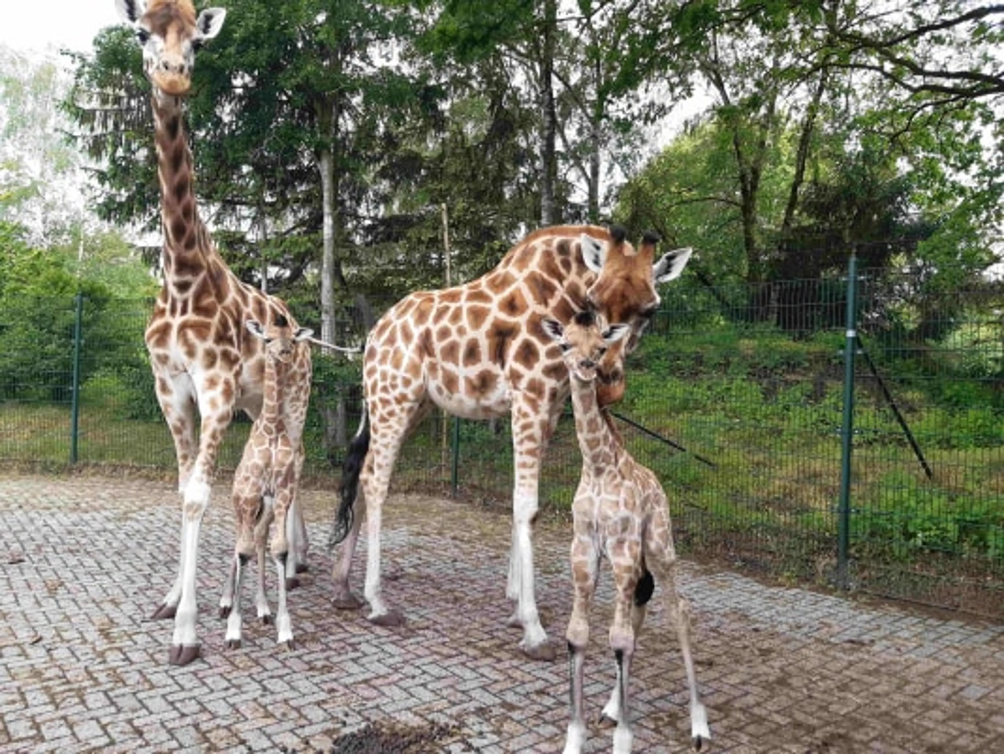Safaripark Beekse Bergen verwelkomt twee pasgeboren Nubische giraffen