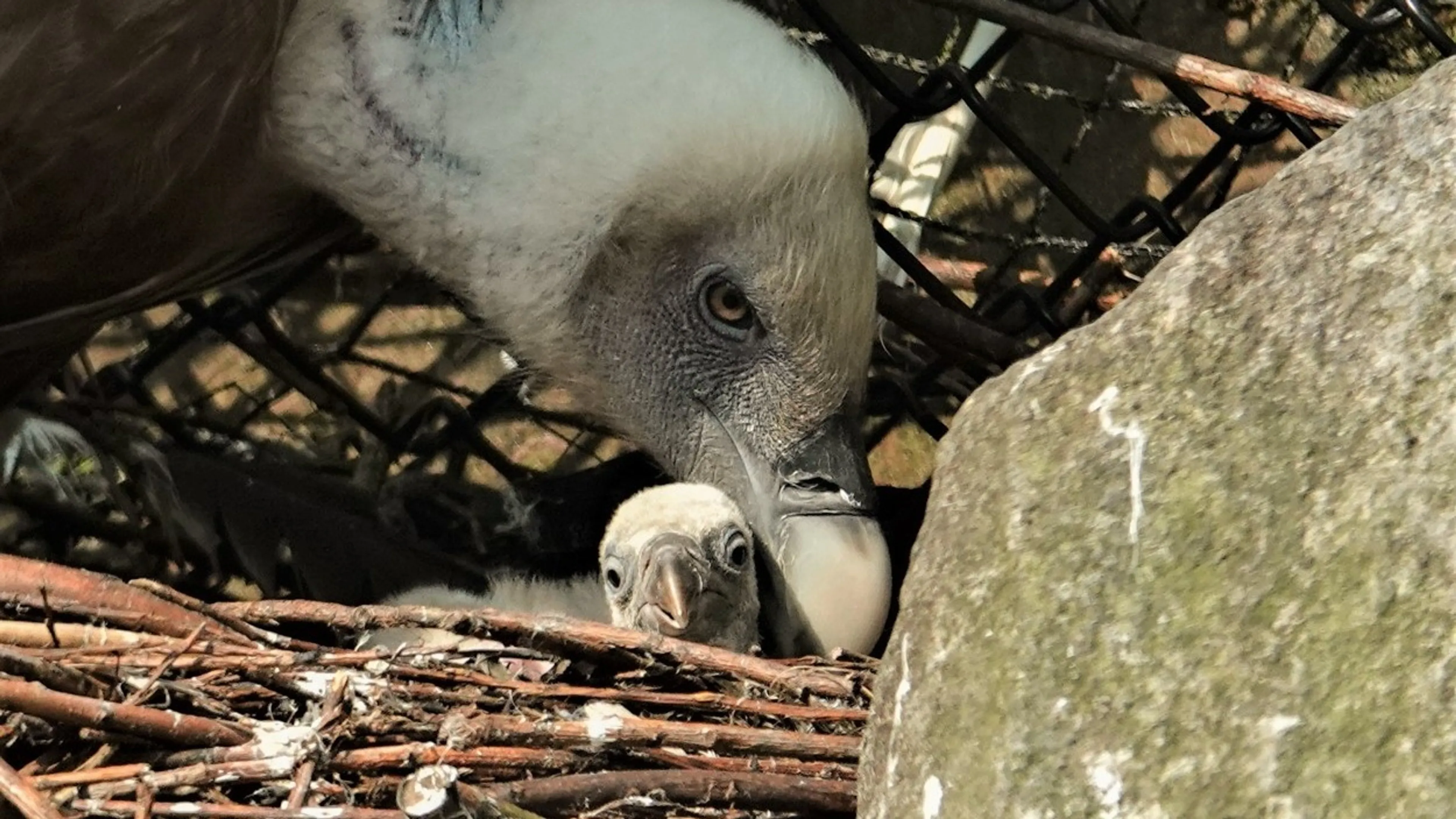 ZIEN: Gierenstel adopteert kuikentje in DierenPark Amersfoort