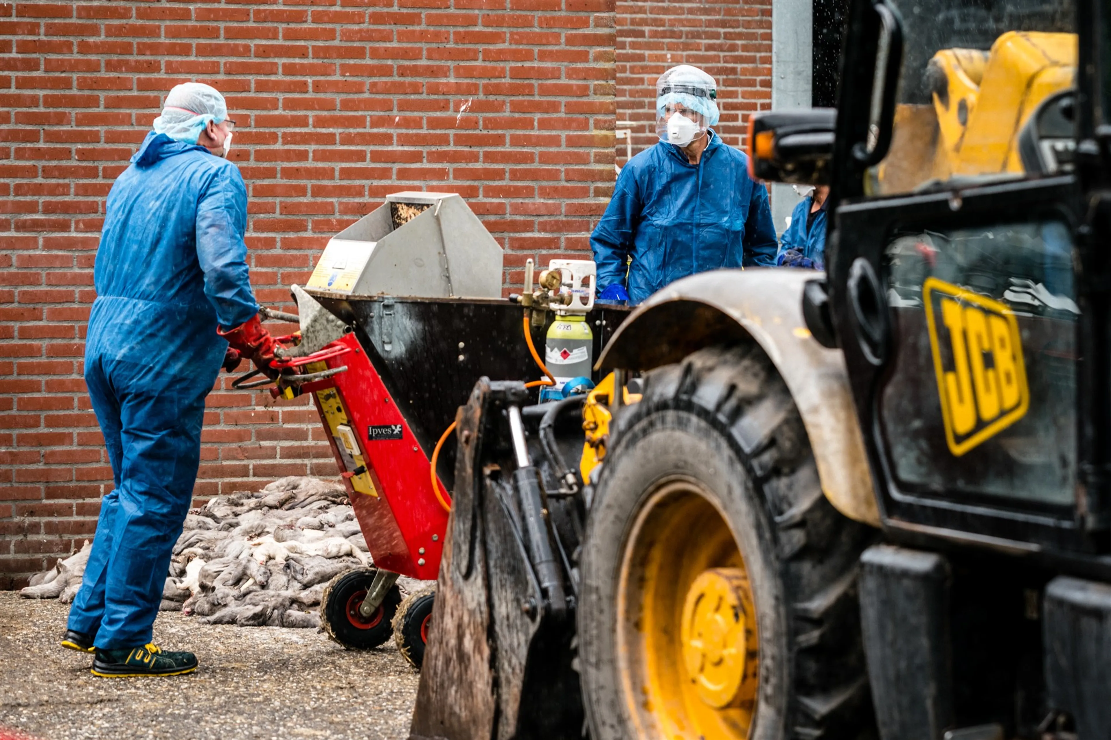 Weer corona op nertsenbedrijven: teller staat nu op 50