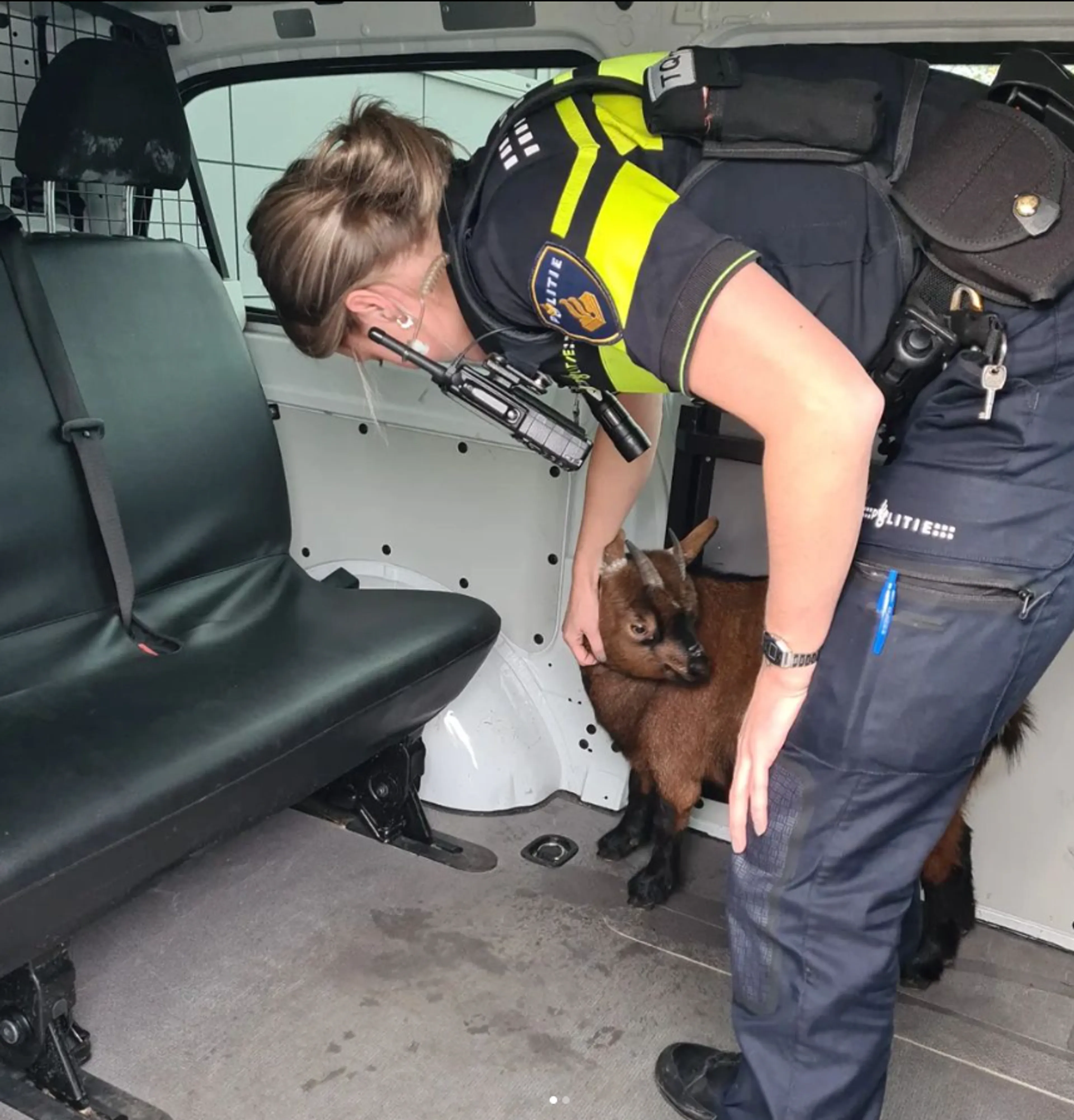 Houd de geit! Politie arresteert een wel heel bijzondere verdachte