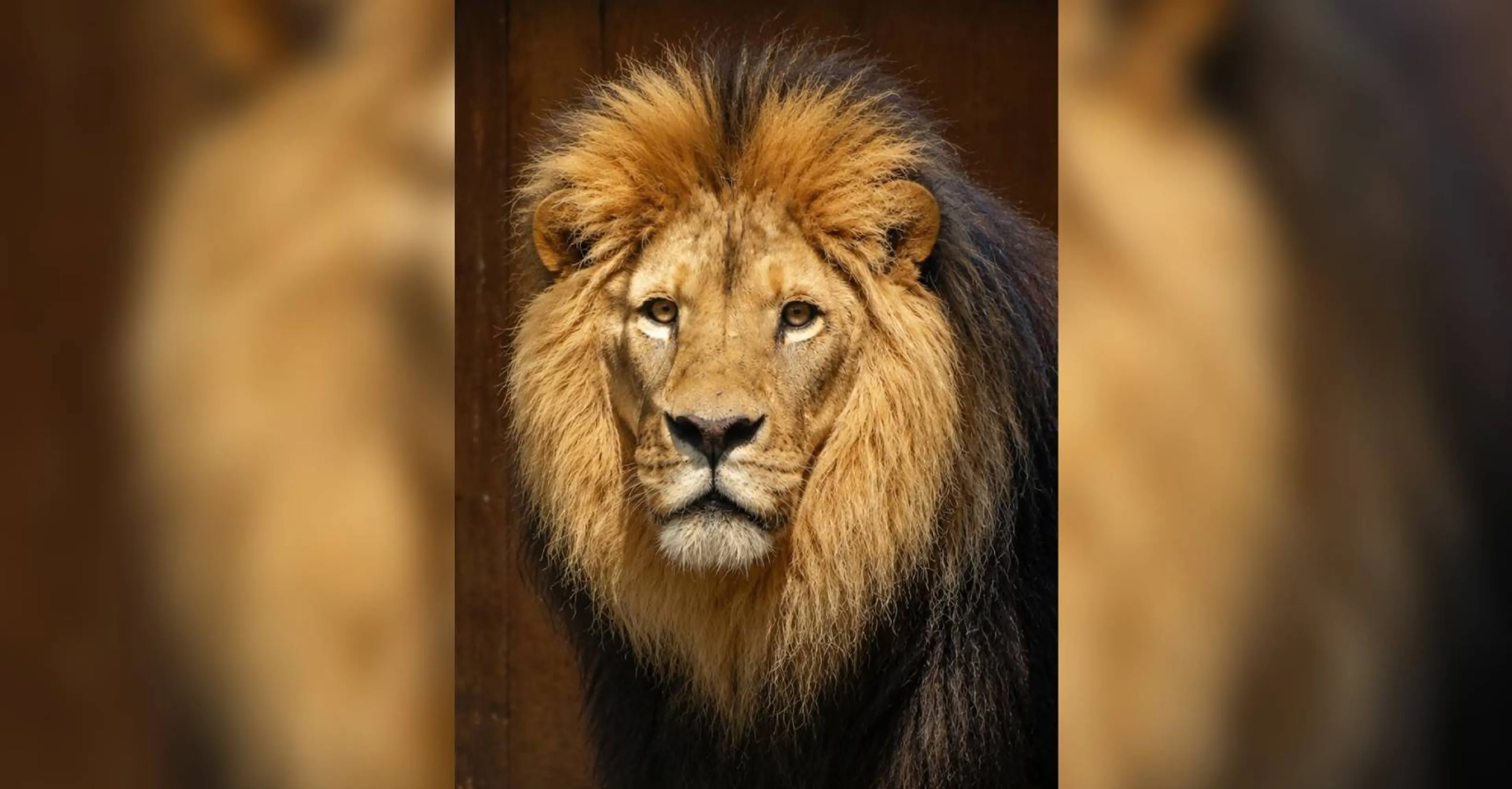 Verdriet in GaiaZOO: nieuwe mannetjesleeuw plotseling overleden