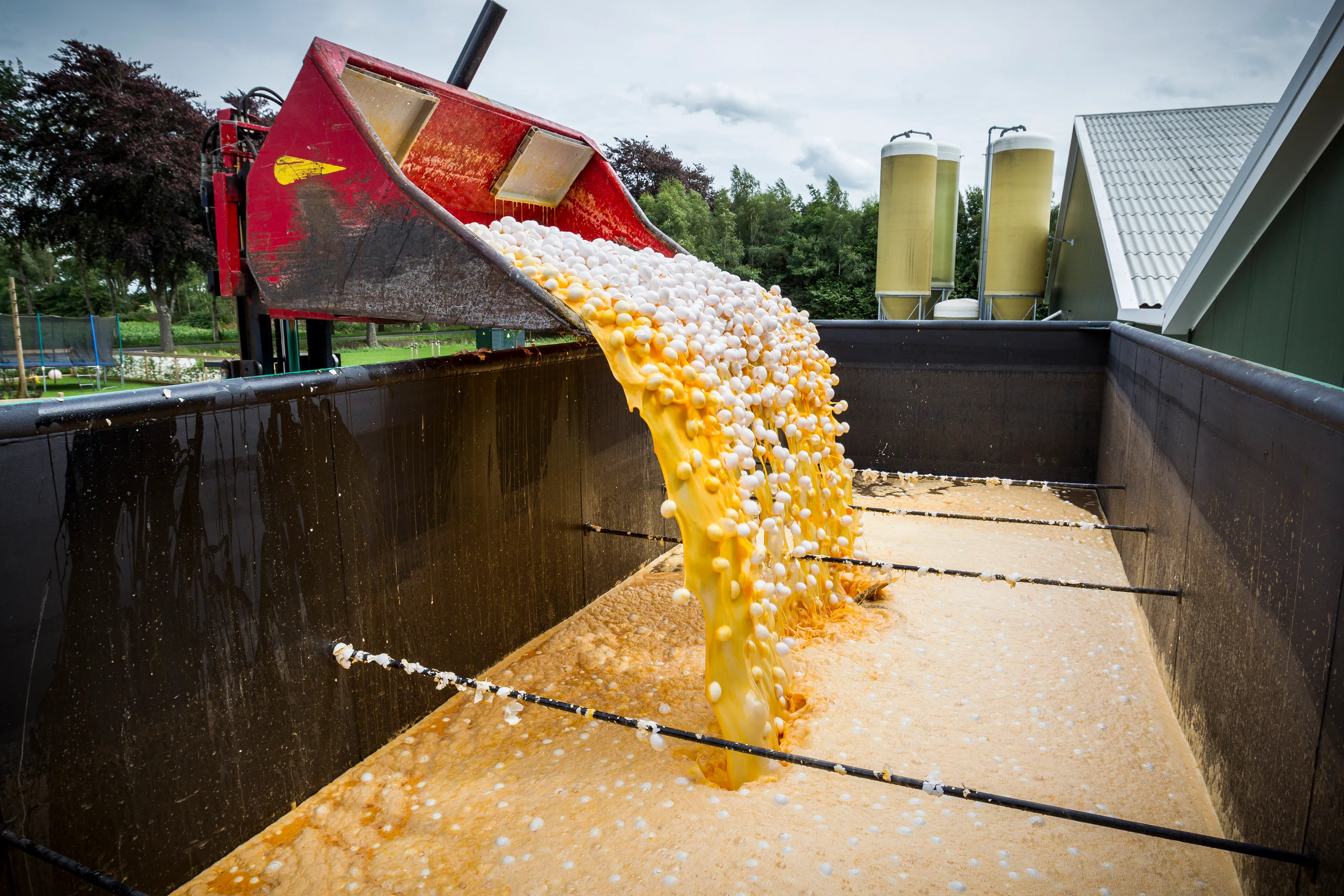 Hof geeft kippenboeren ongelijk: overheid niet aansprakelijk voor fipronilcrisis