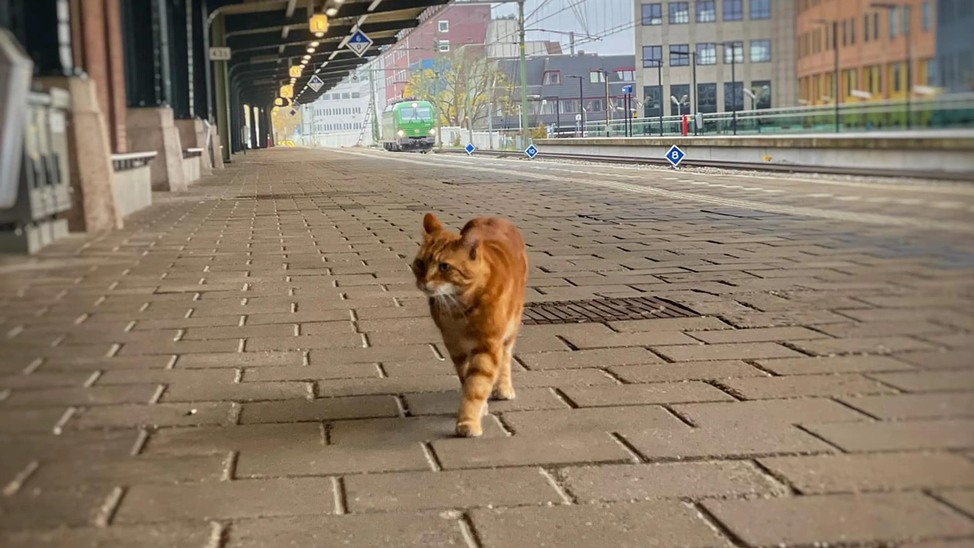 Al 1000 euro bij elkaar voor monument gedode stationskat Sunny: 'Boegbeeld voor Deventer'