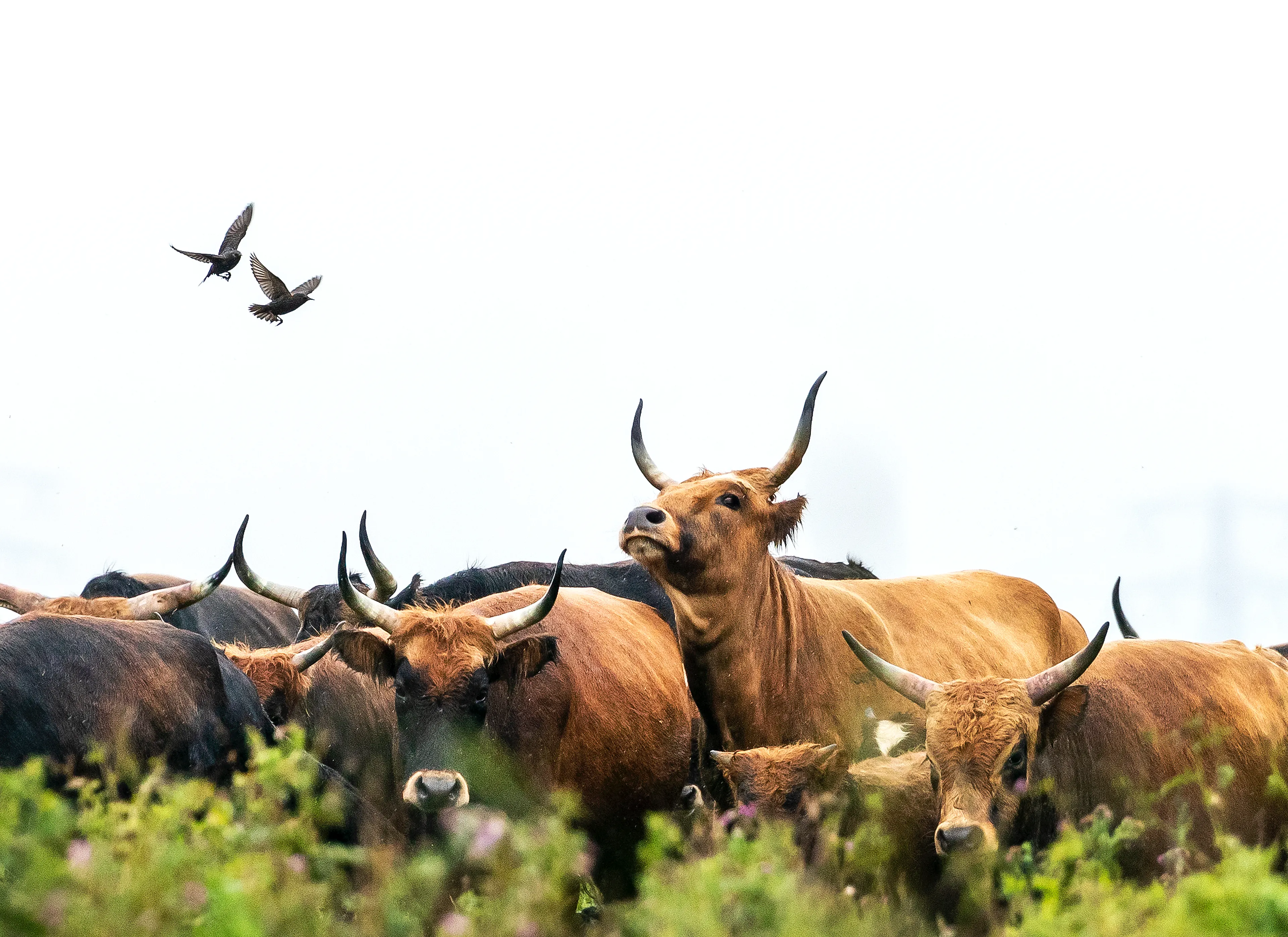 Politie Drenthe neemt het op voor jagers, Animal Rights is woedend