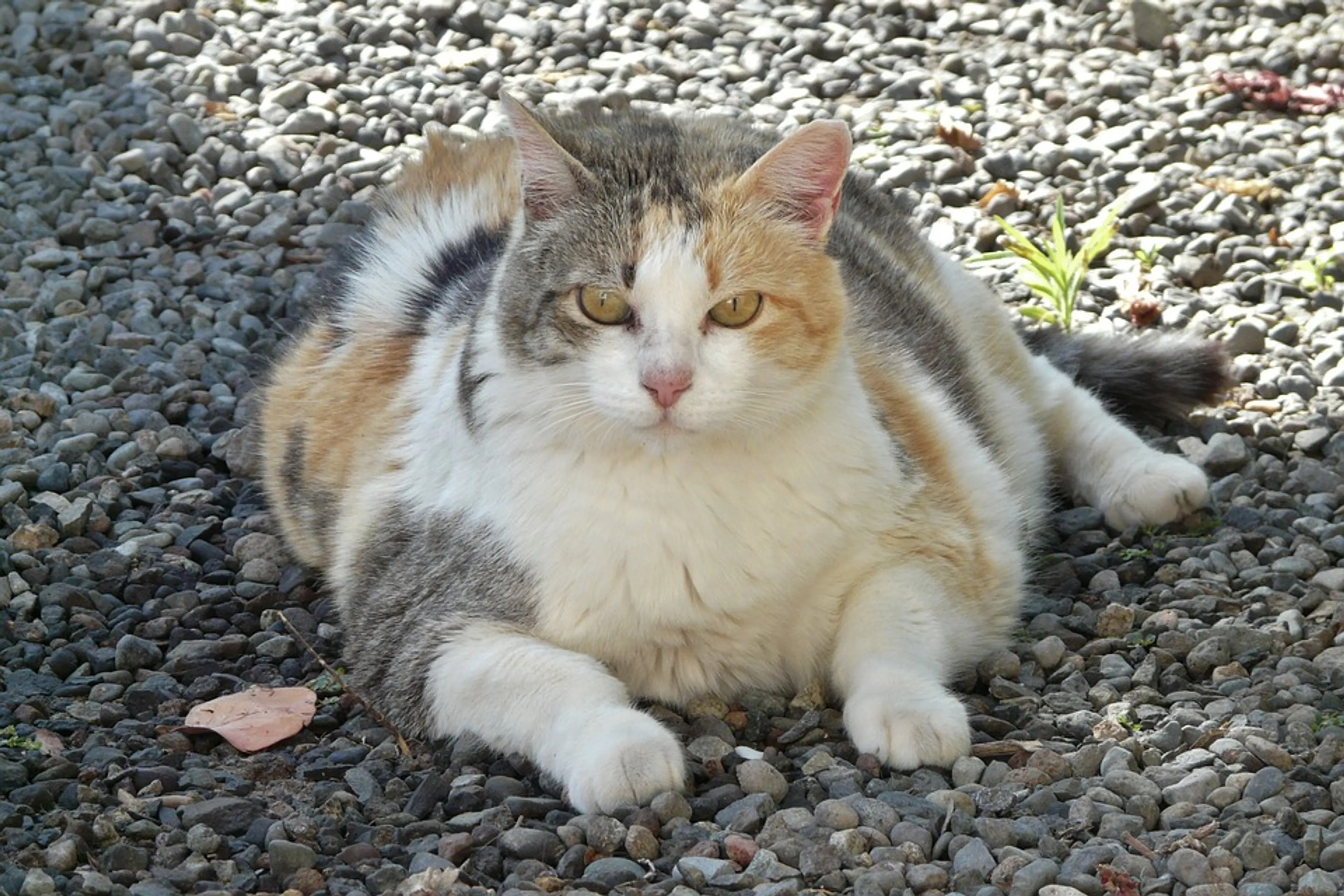 Ook last van een dikke kater? Professor diergeneeskunde luidt de noodklok: onze huisdieren zijn te dik