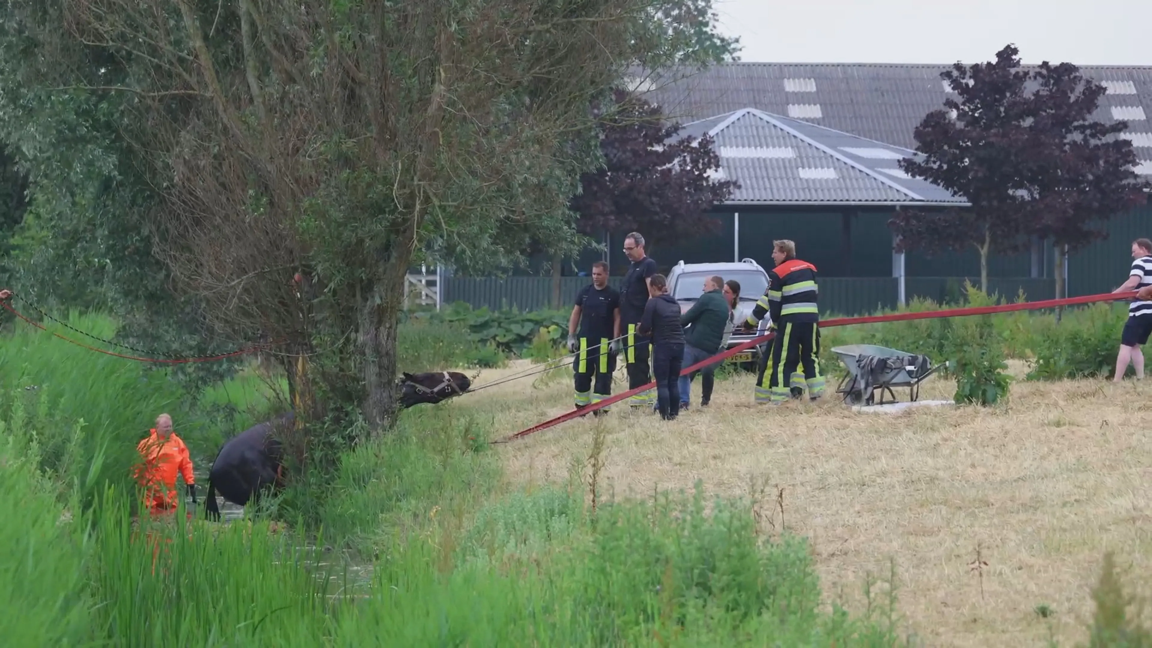 Brandweer anderhalf uur bezig om paard uit Friese sloot te tillen