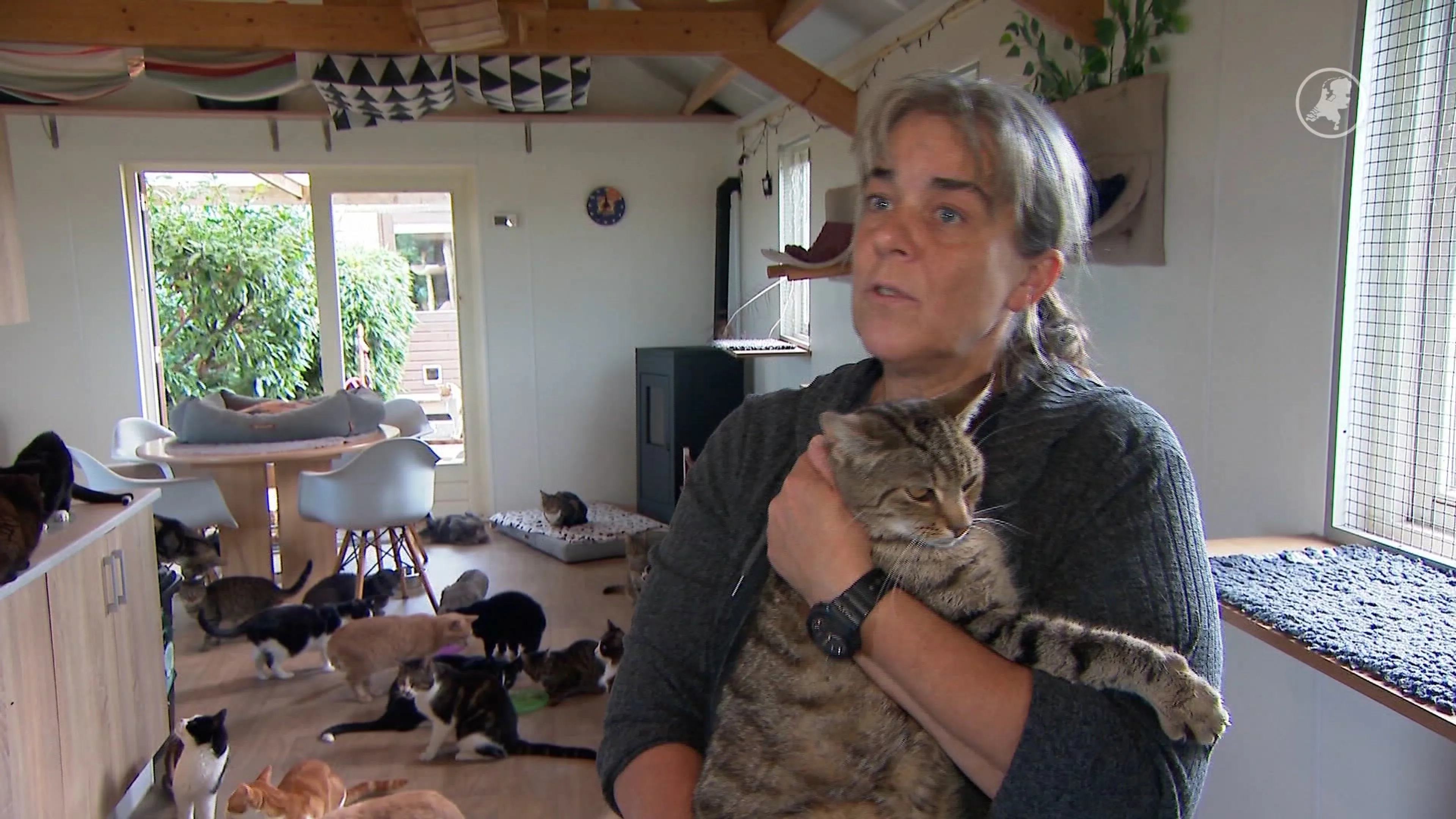 Al 700 zwerfkatten afgeschoten in Friesland, dierenorganisaties komen in actie