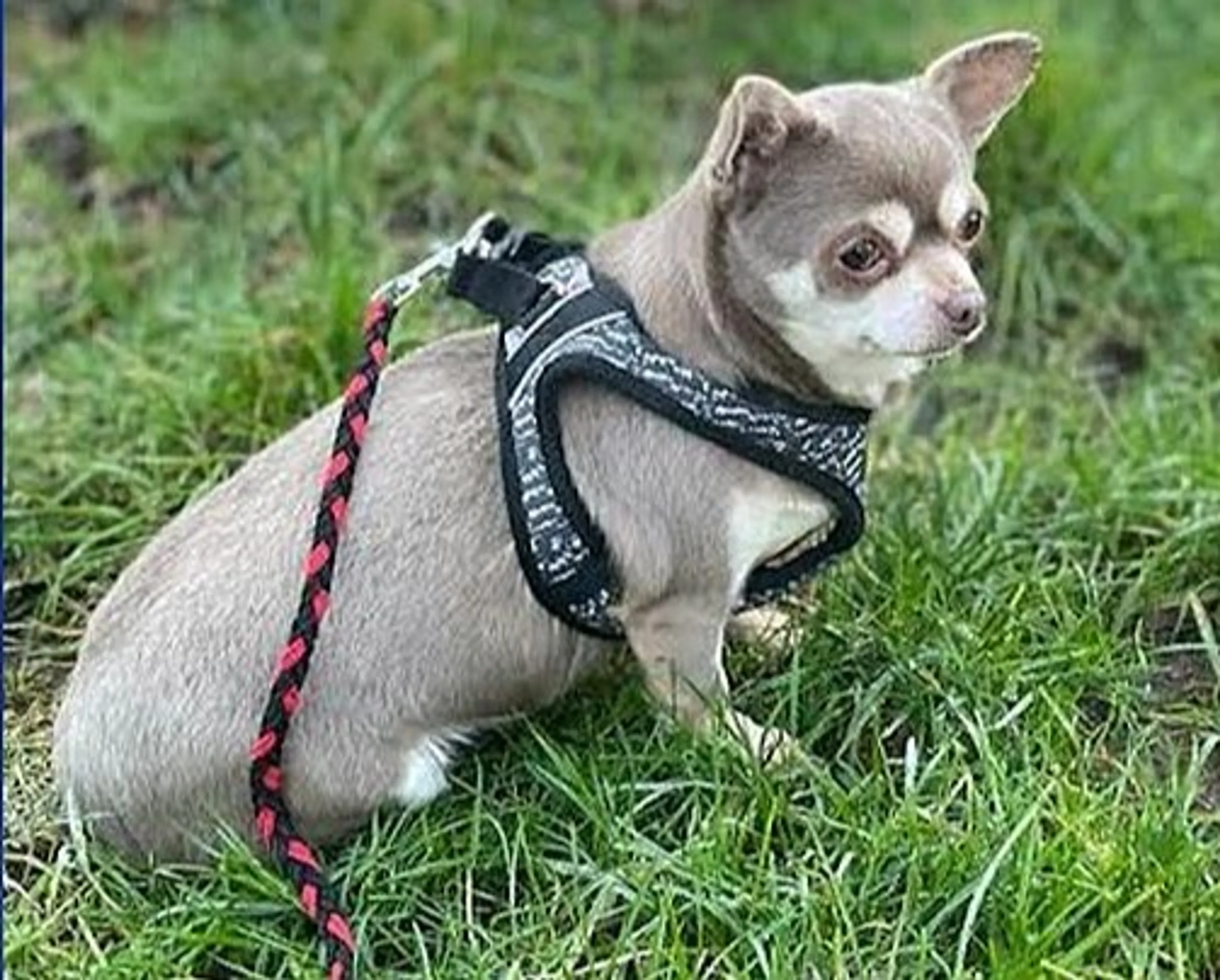 Verwaarloosde chihuahua's in Opsporing Verzocht: 'Wie herkent deze moederhond?'