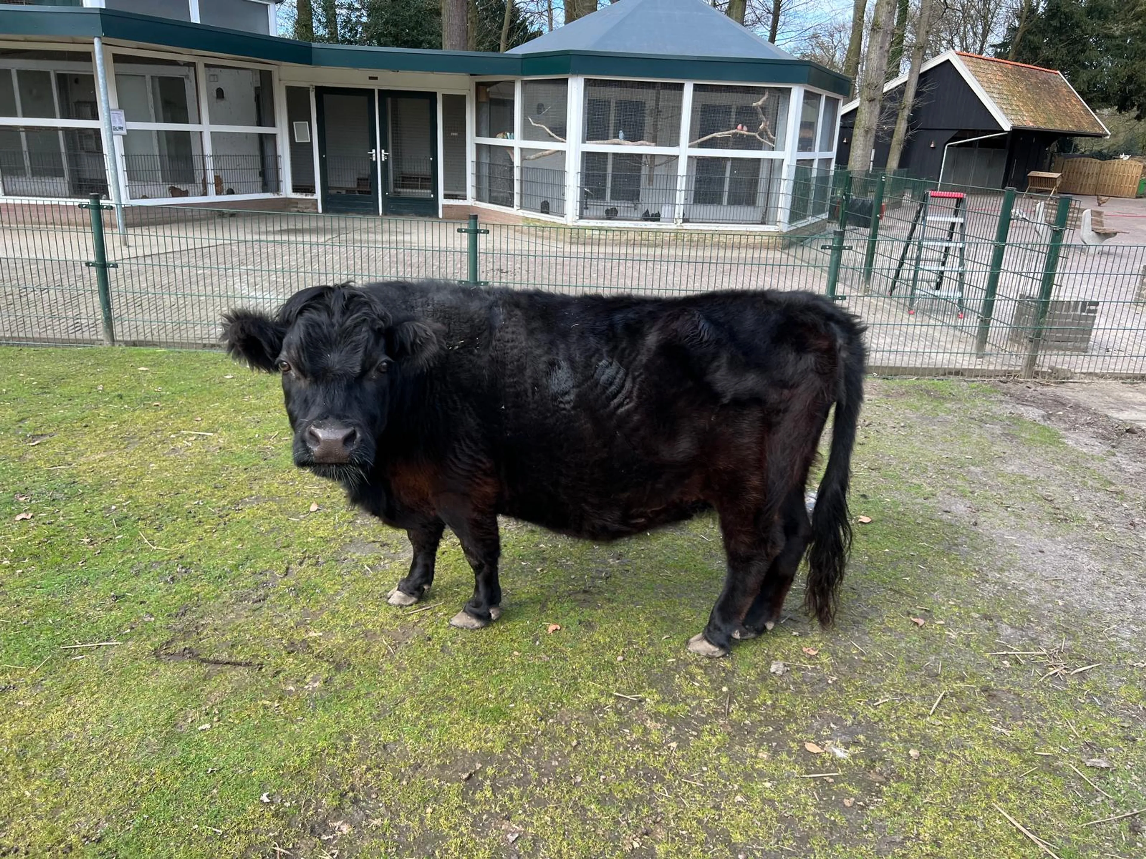 Kinderboerderij in shock: man verkracht koe Laura maandenlang, wordt betrapt door eigenaar