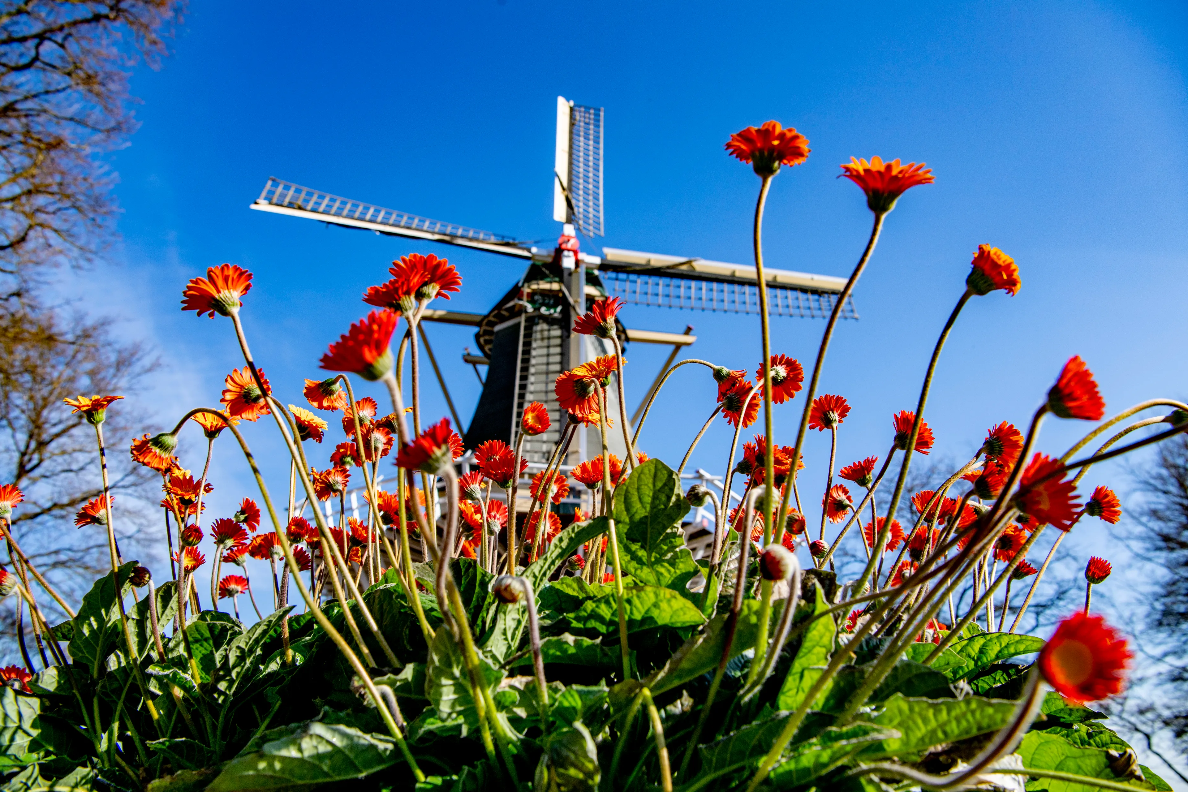 Eerste pilotdag in Nederland: Keukenhof en monumenten mogen weer open
