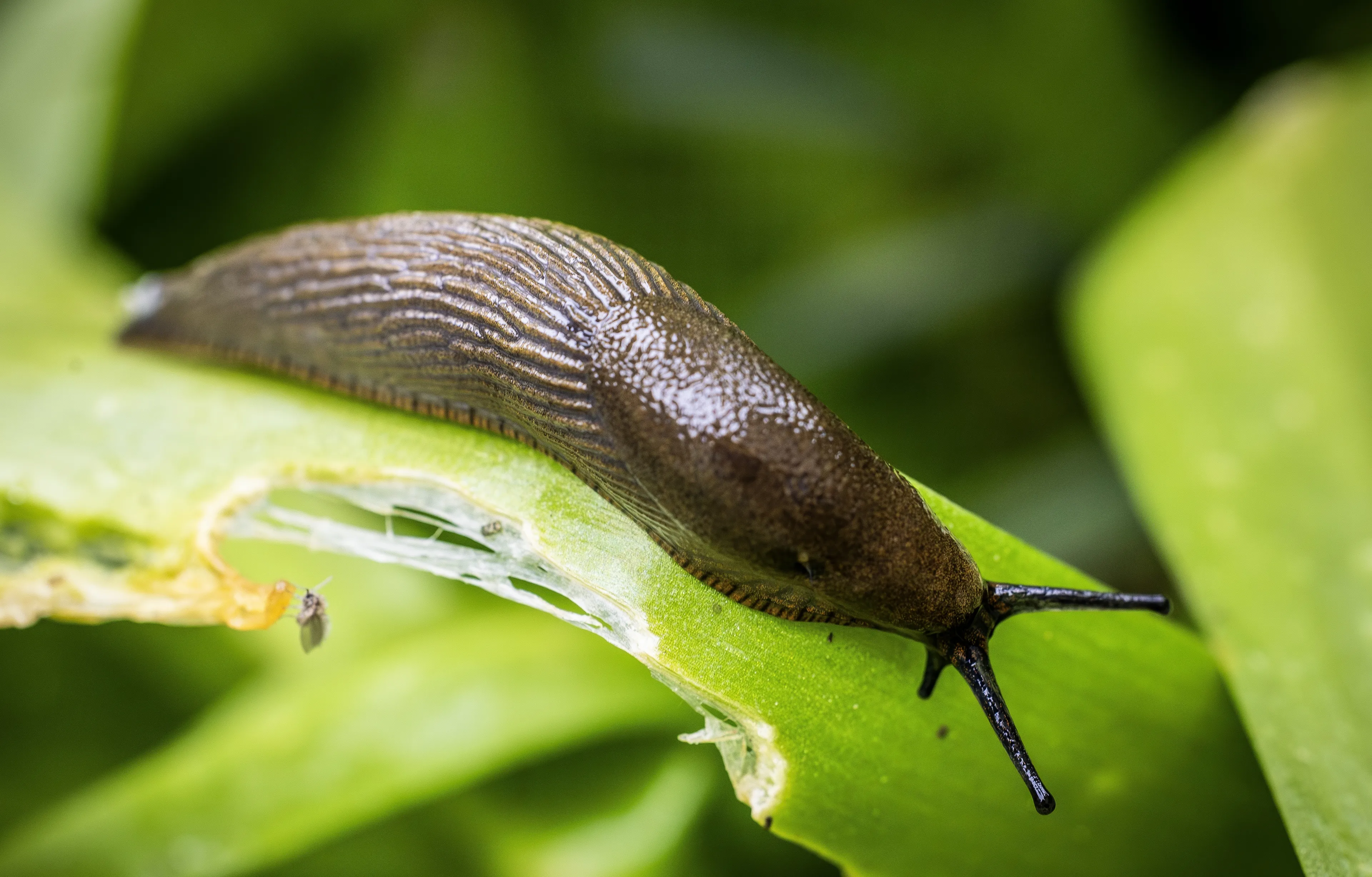 Naaktslakken vreten je tuin kaal, maar wat doe je ertegen?