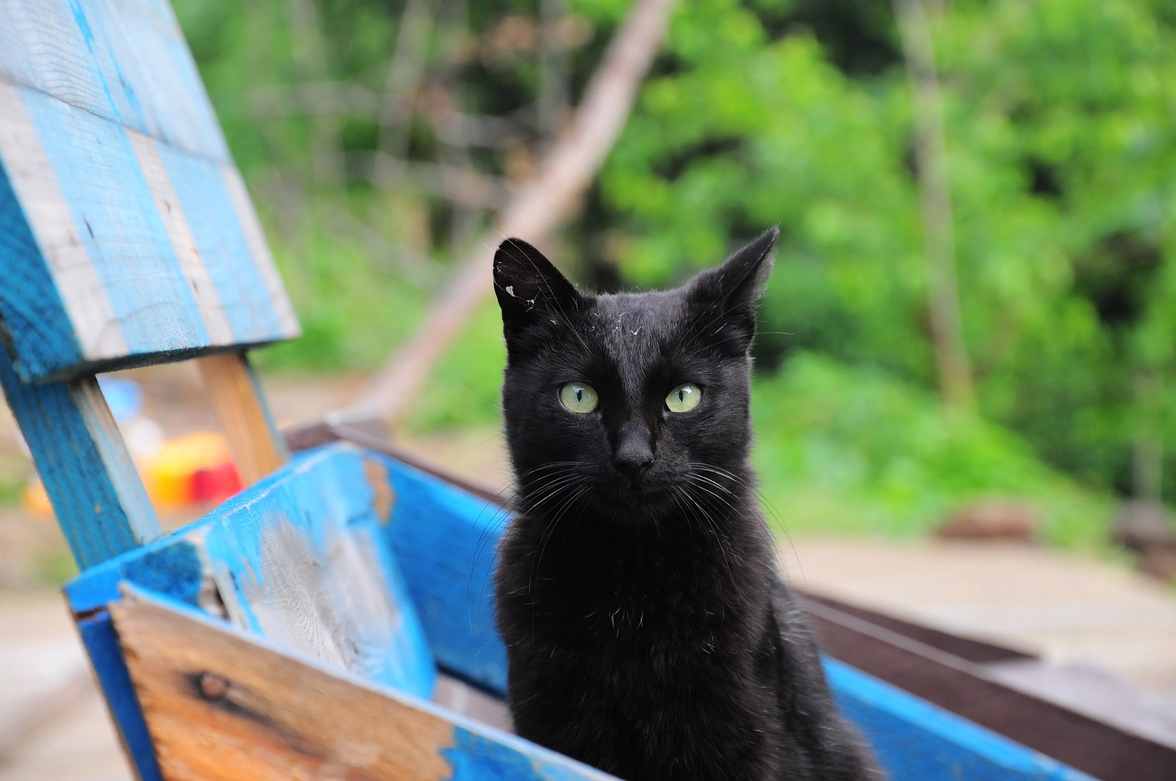 Meerdere katten mishandeld in Zevenbergschen Hoek: één dier aan verwondingen overleden