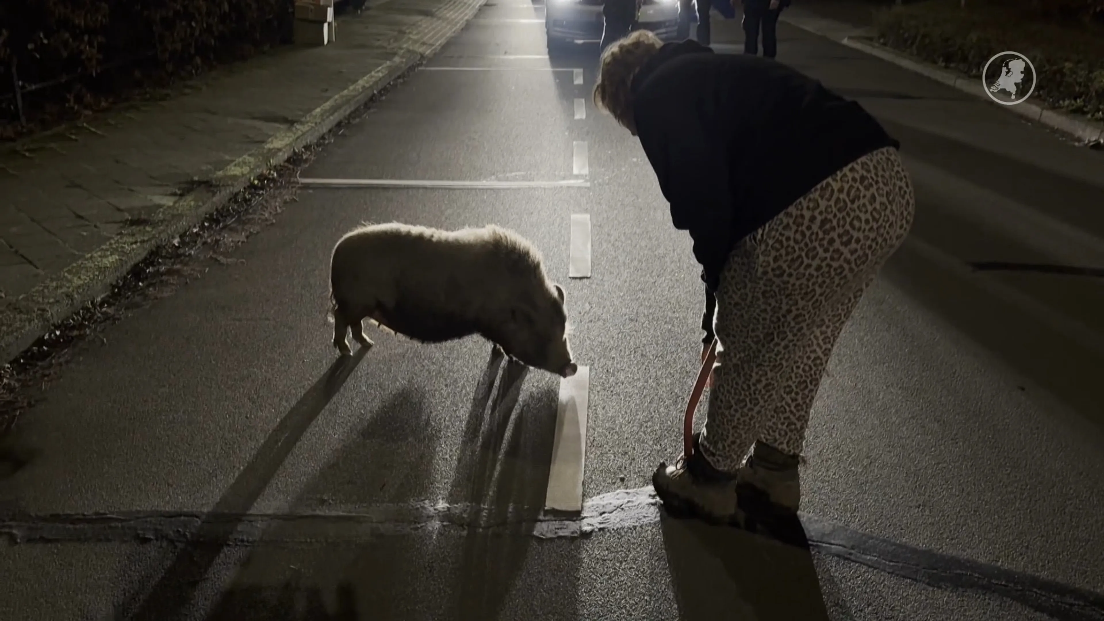 Ontsnapt zwijntje dwaalt door Maastricht