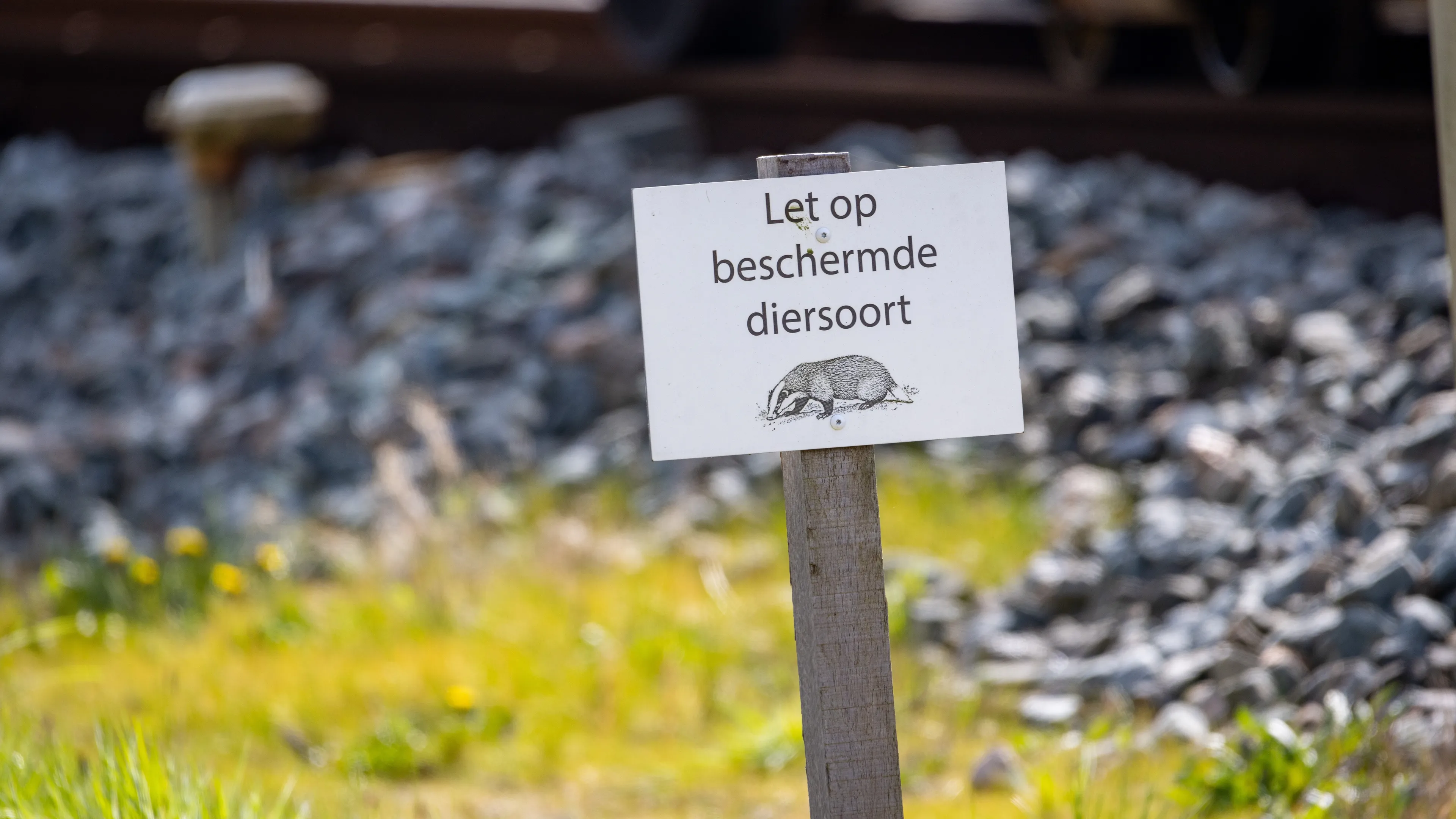 Treinen bij Molkwerum rijden weer na verwijderen dassenburcht