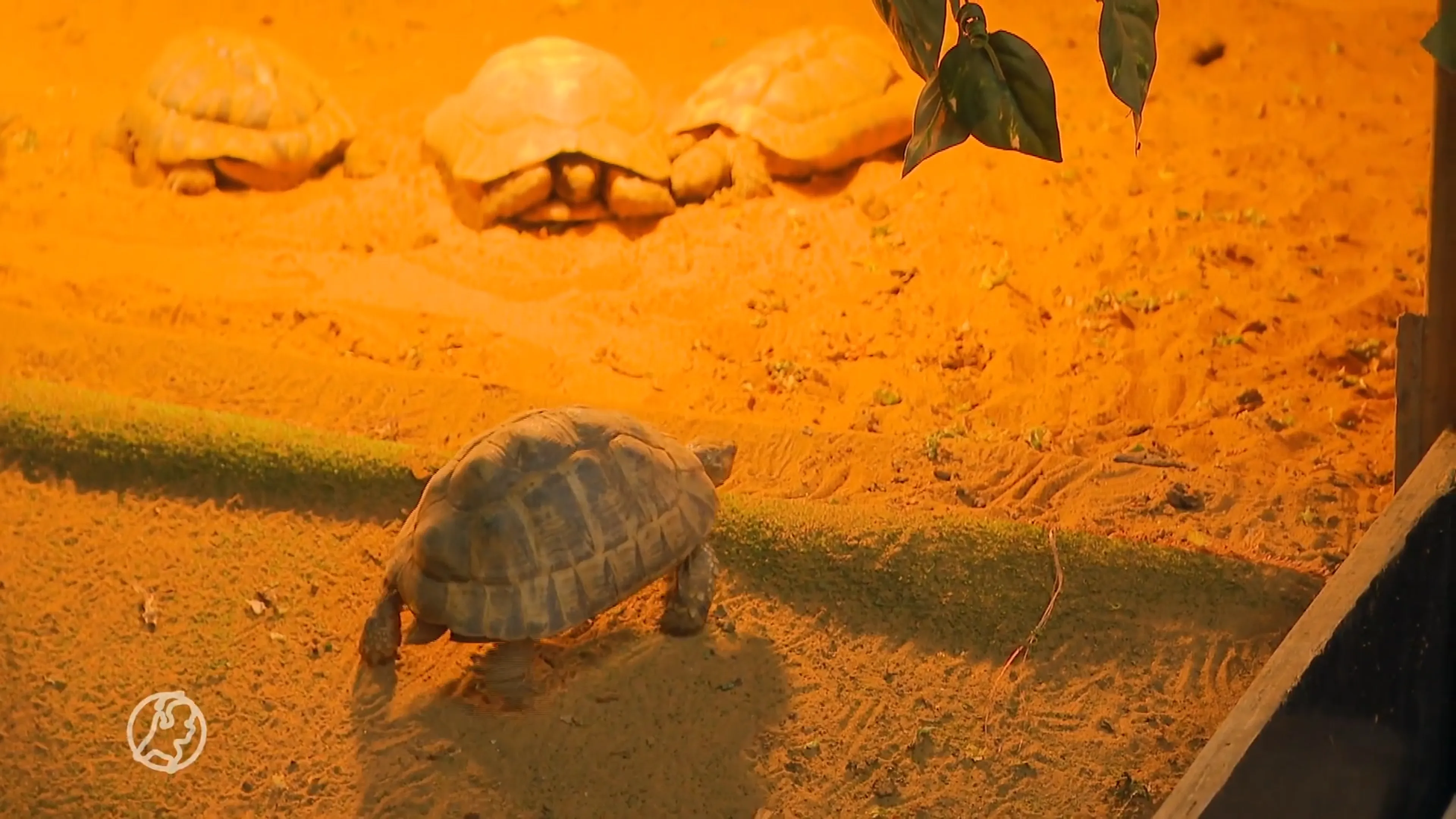 Twaalf schildpadden gedumpt in Aalsmeer: 'Dit is heel strafbaar' 