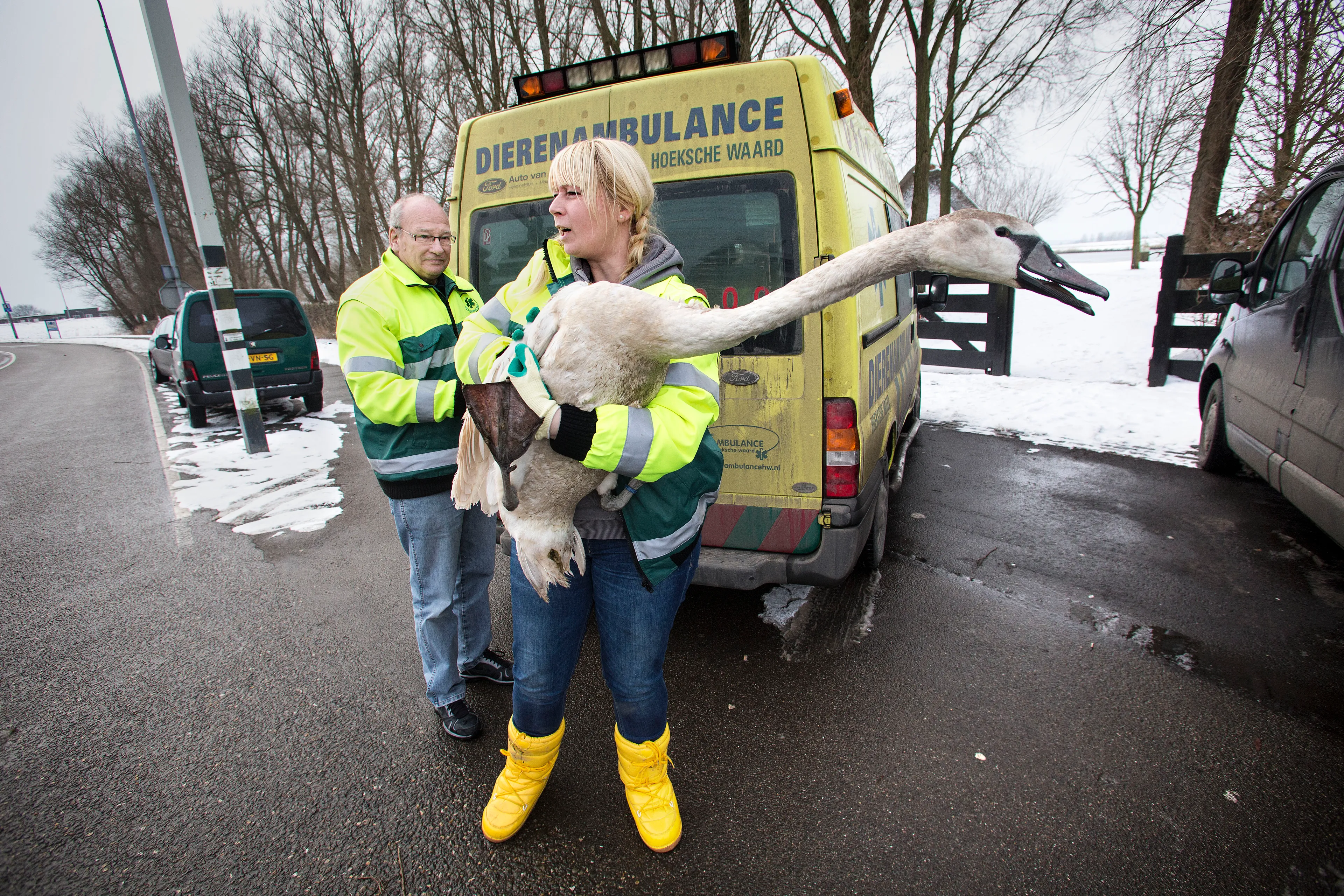 Dierenambulances platgebeld vanwege dieren in nood door kou
