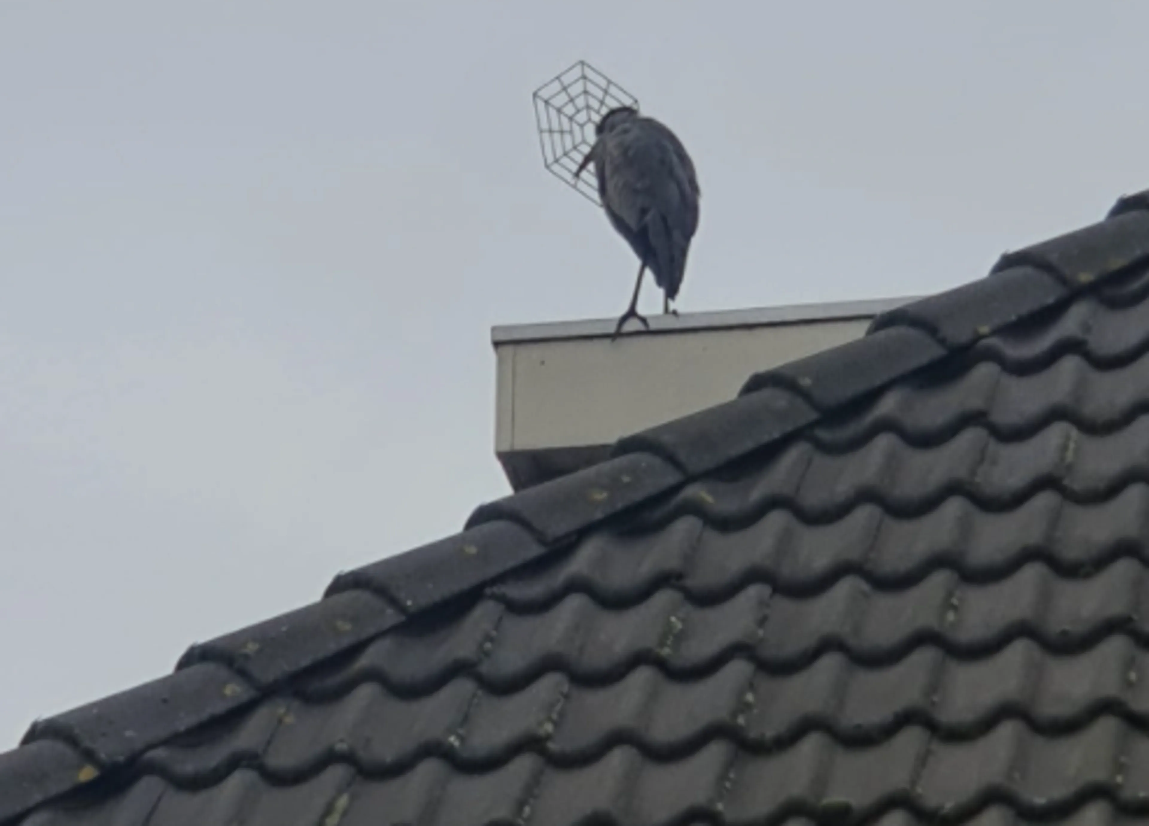 Dierenambulance jaagt op 'gehekdicapte' reiger in Almere-Haven