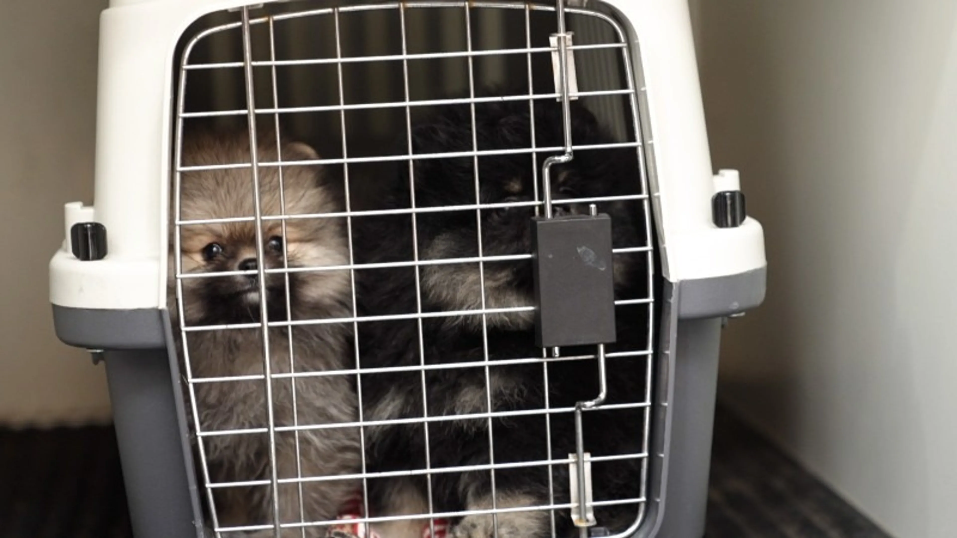 Vrouwen verdacht van illegale handel met Pomeriaan pups