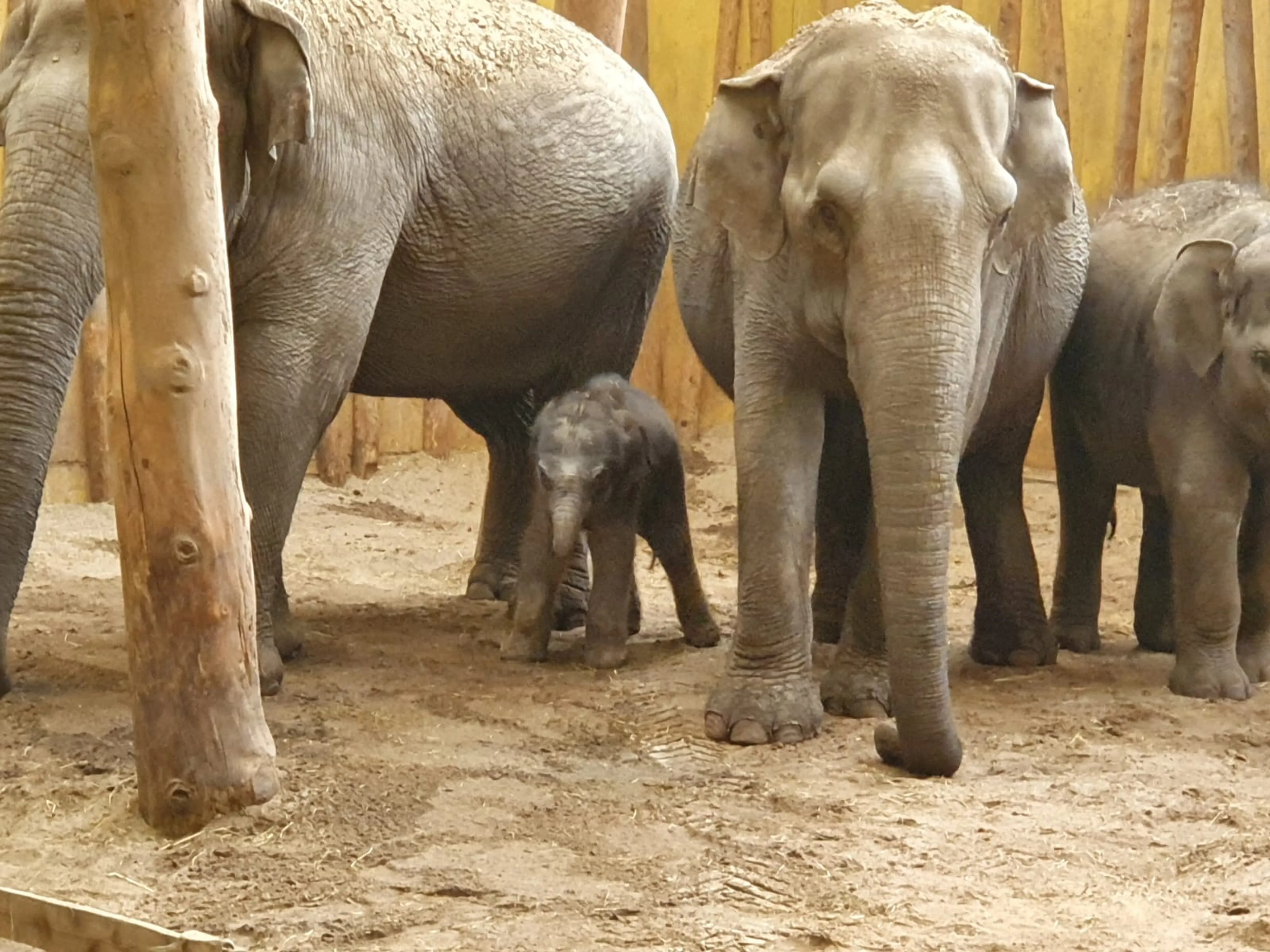 Beschuit met muisjes in Dierenrijk Mierlo: olifantje Rashmi is geboren