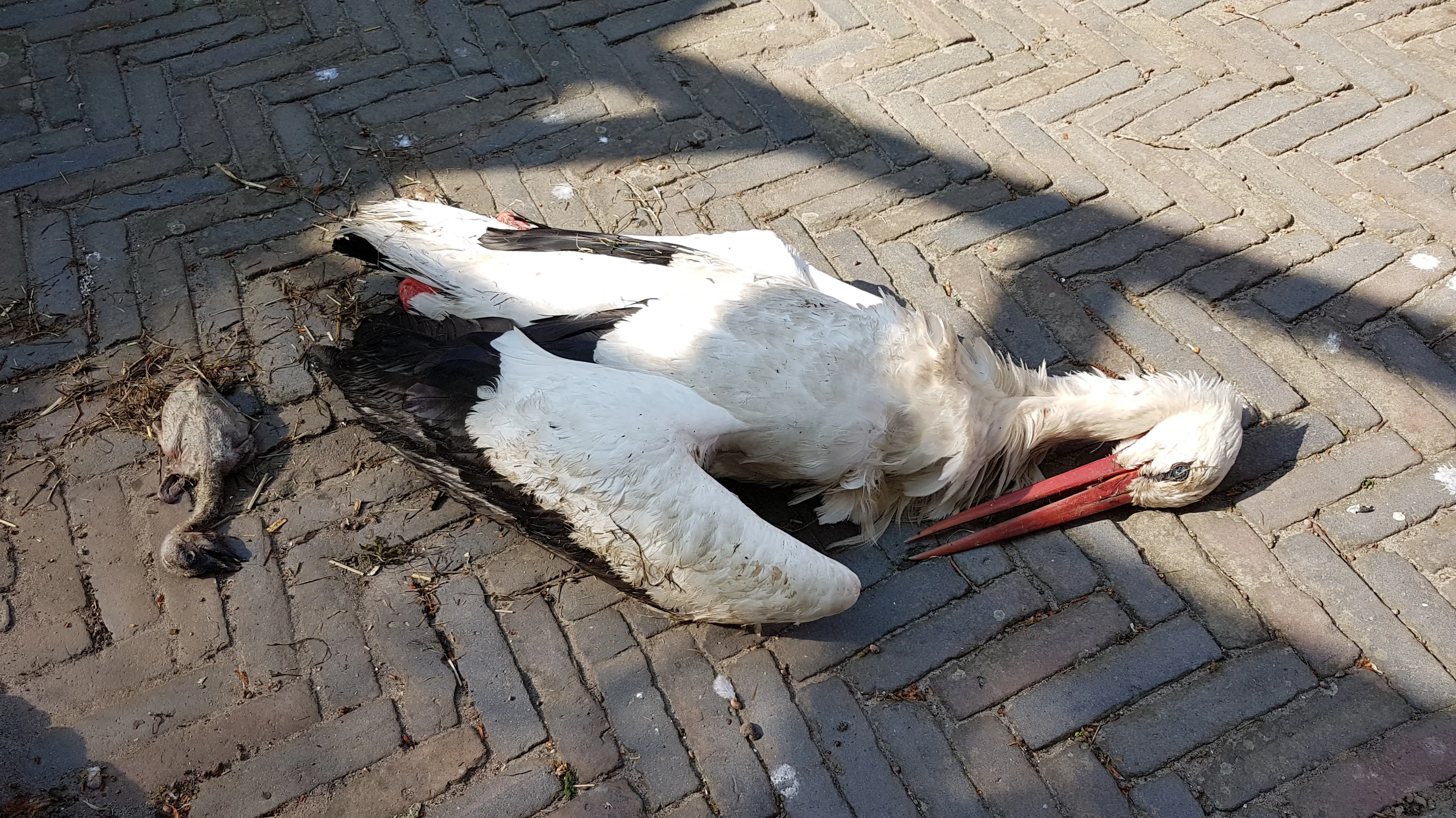 Vader ooievaar overlijdt en drukt jong dood, vier andere jongen net op tijd gered