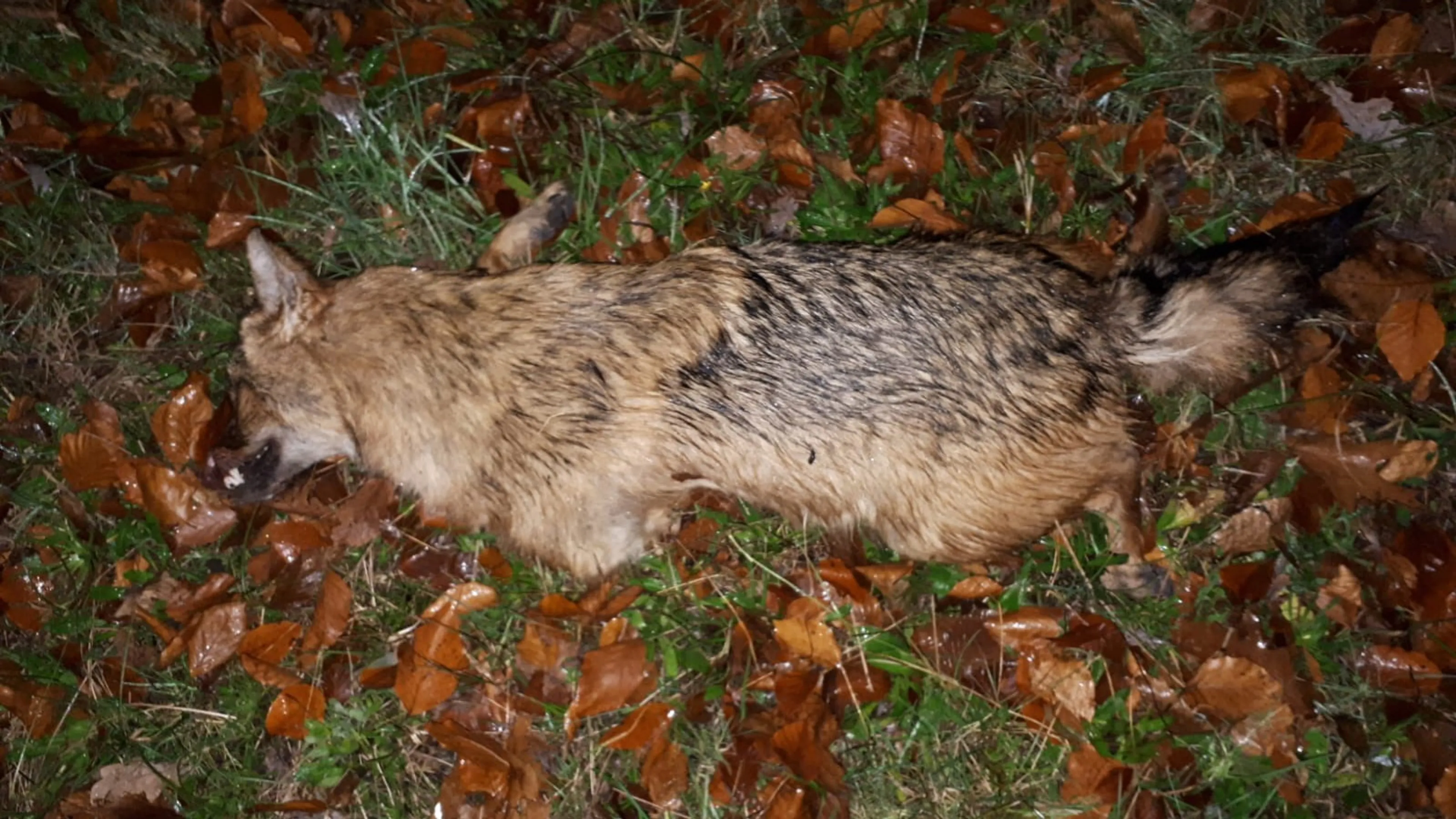 Voor het eerst goudjakhals dood gevonden in Nederland, experts versteld