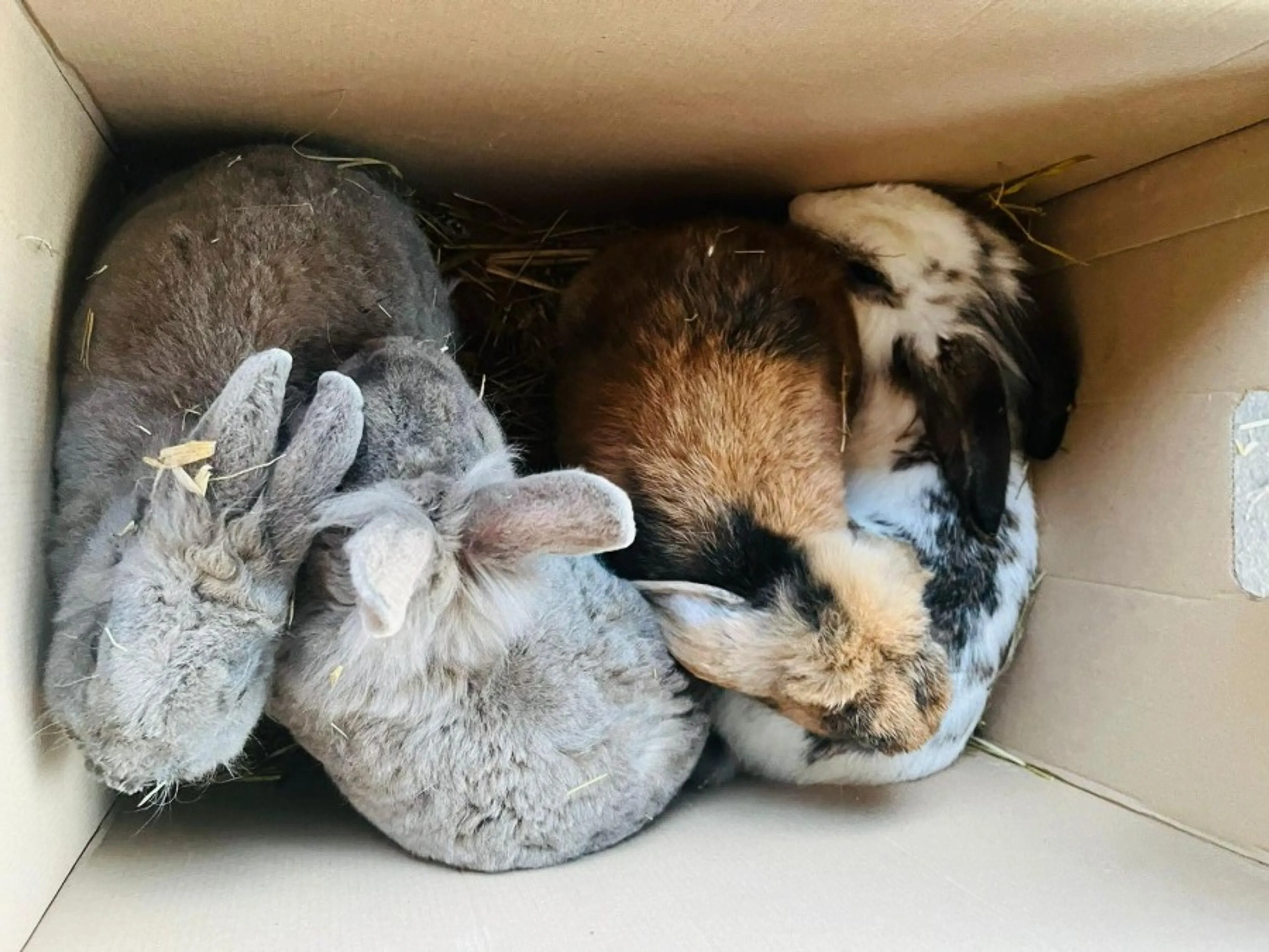 Meeste dieren ooit gedumpt: 184 (zwangere) dieren achtergelaten bij dierenopvang Zwolle