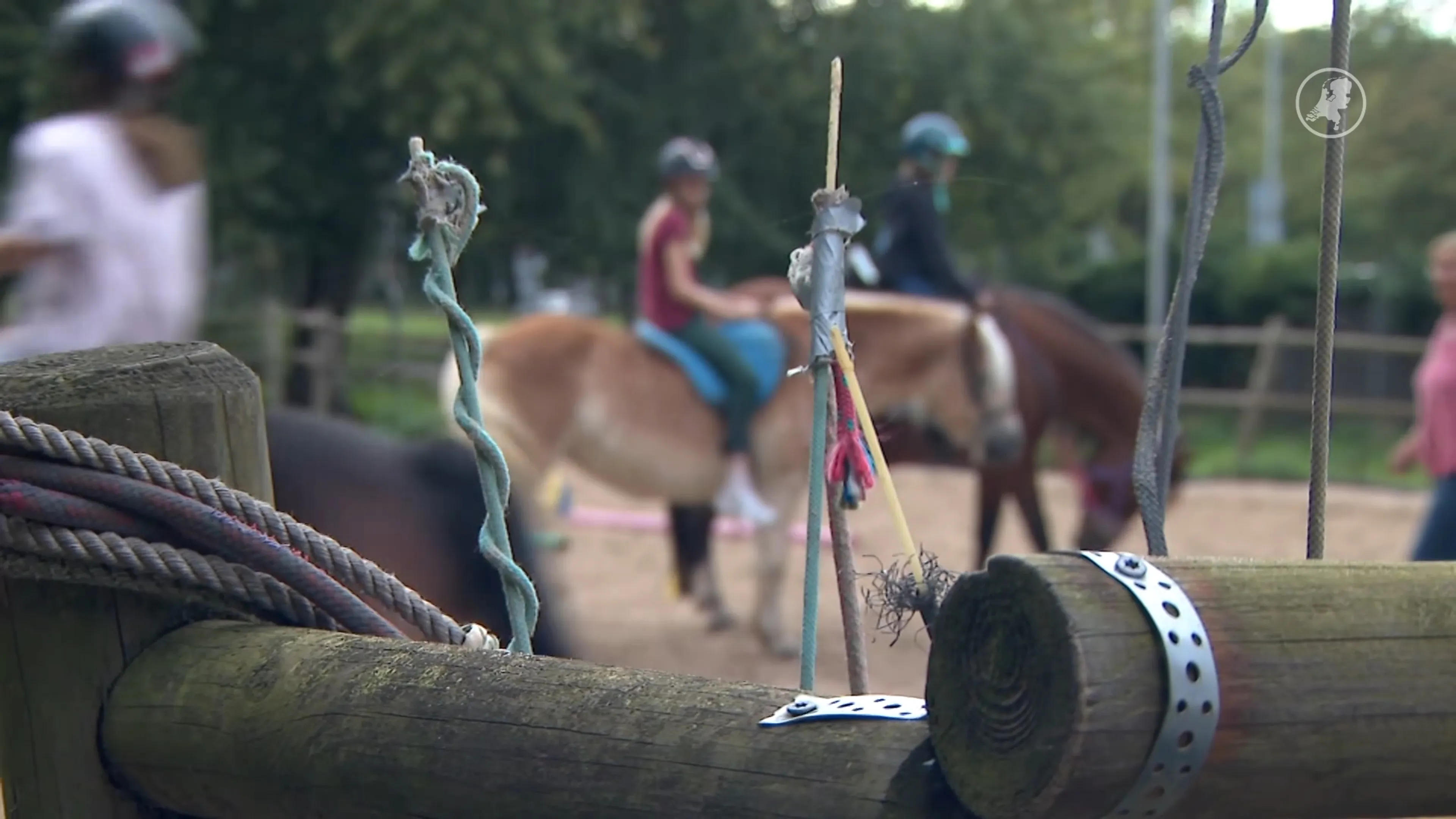 Petitie tegen zweep in paardensport krijgt tienduizenden steunbetuigingen