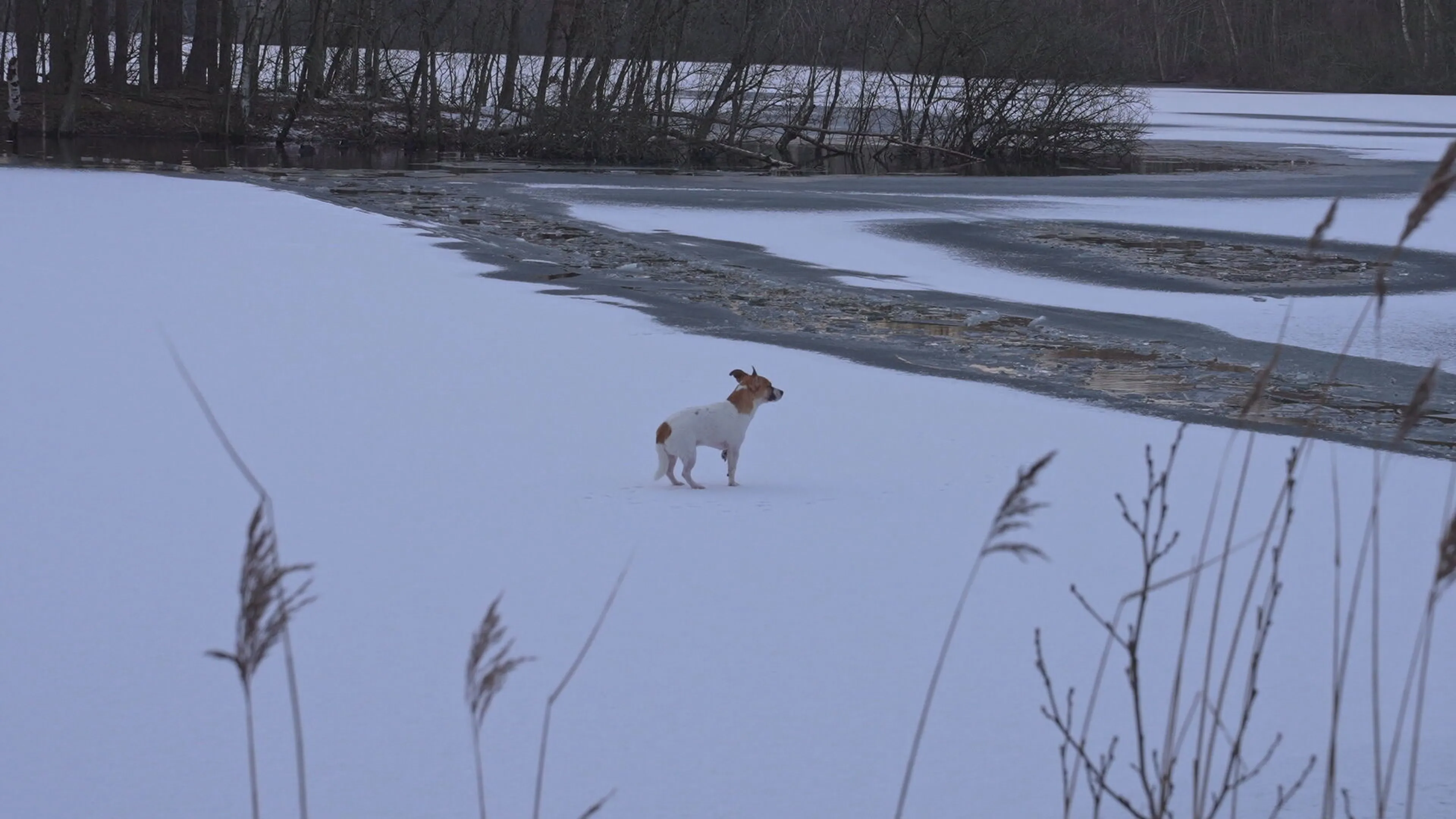 Baasje raakt onderkoeld door redden hondje uit ijskoud water