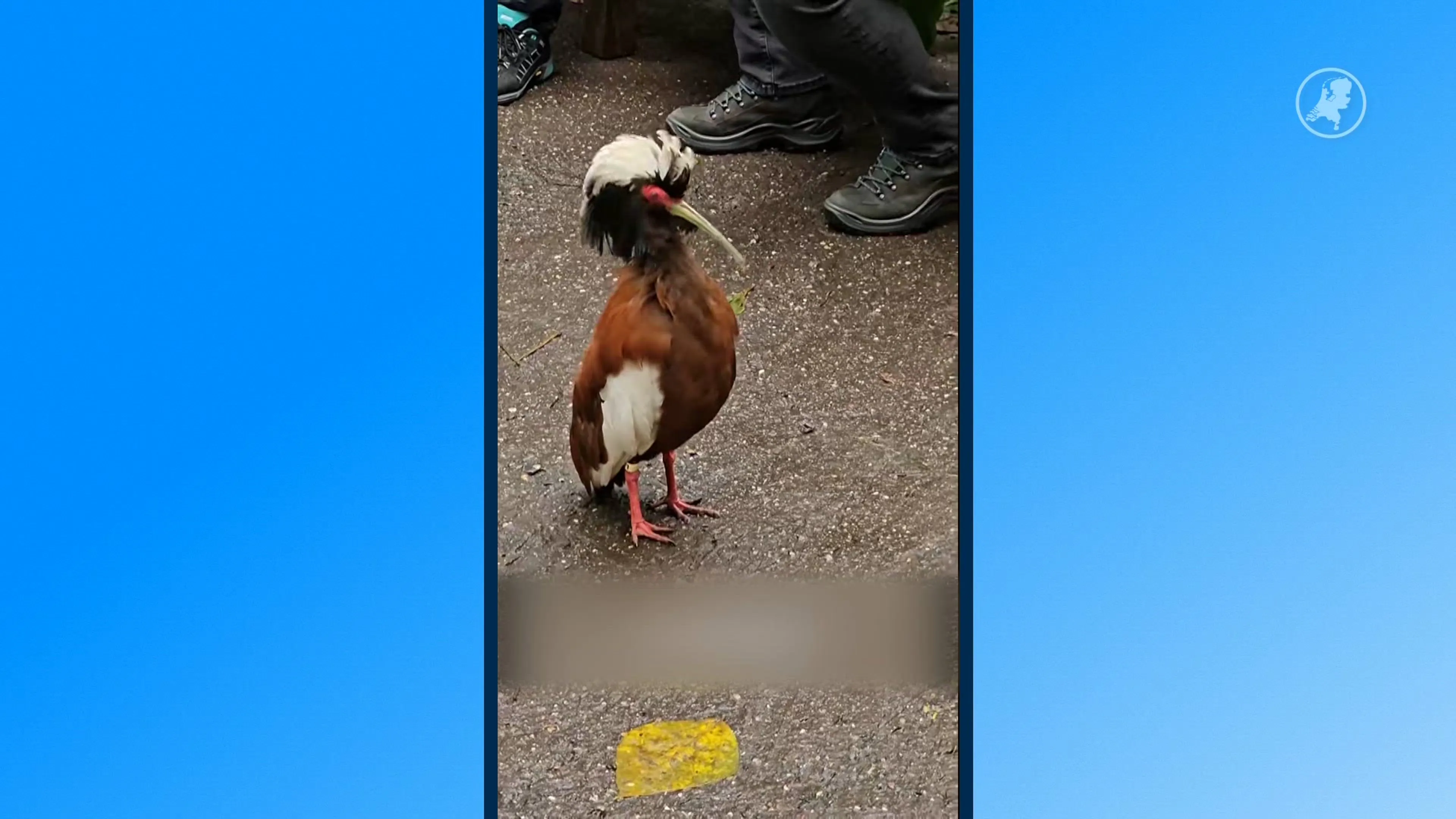 Kuifibissen uit Wildlands plots overleden, deel park gesloten