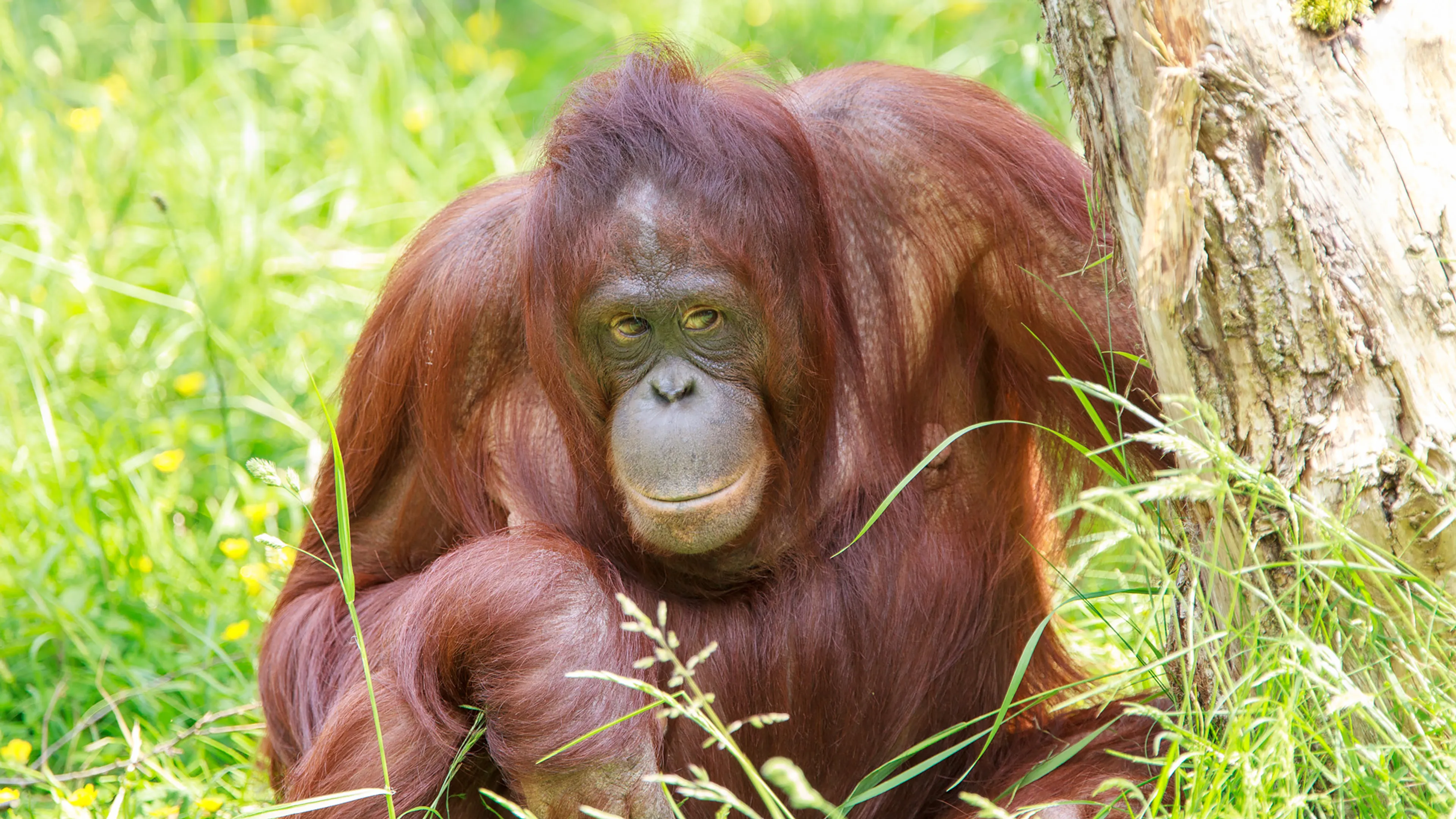 Orang-oetan Samboja kort na bevalling overleden in dierentuin Apenheul