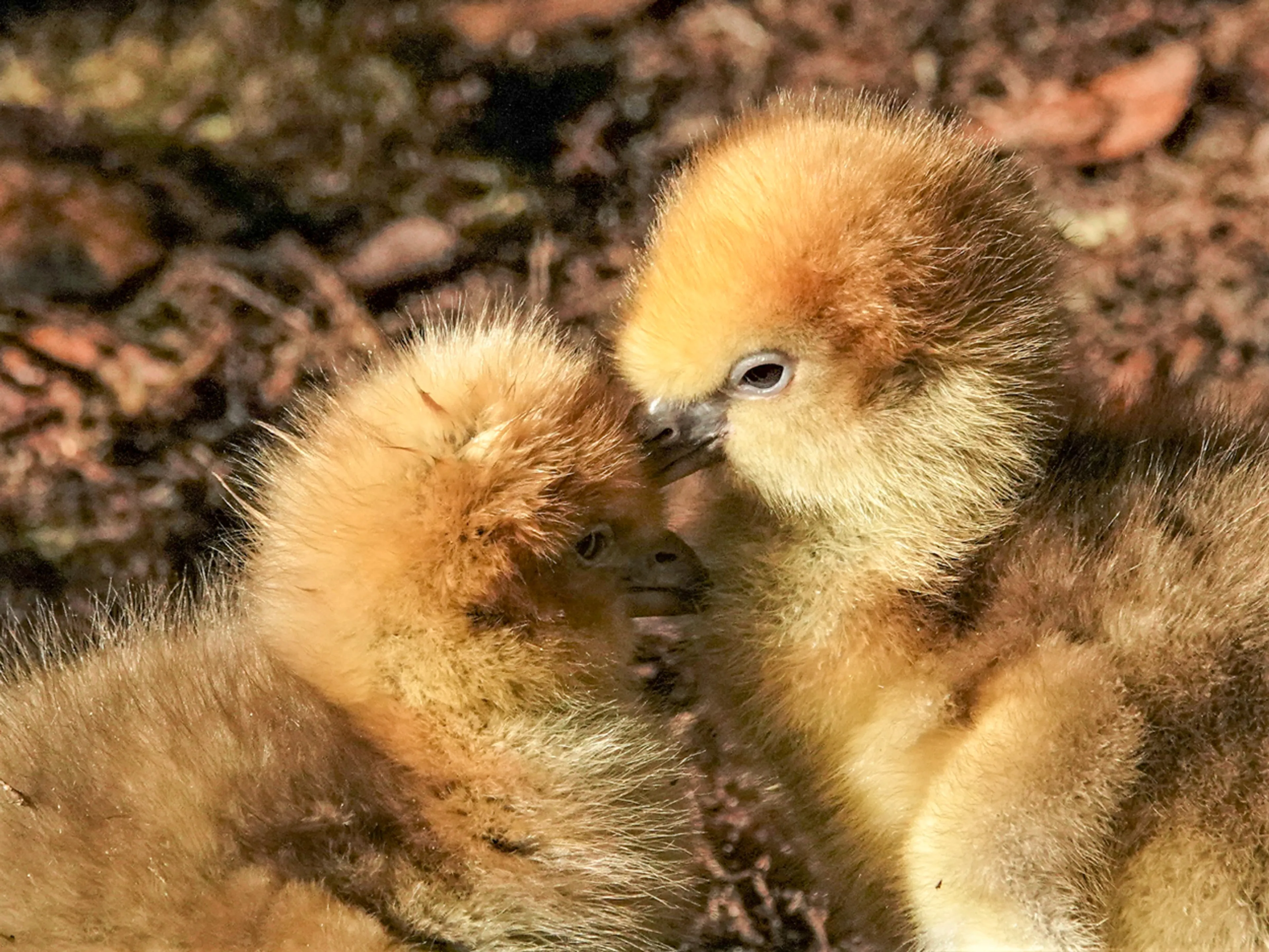 VIDEO: Twee super-schattige hoenderkoetkuikens uit ei gekropen in Dierenpark Amersfoort