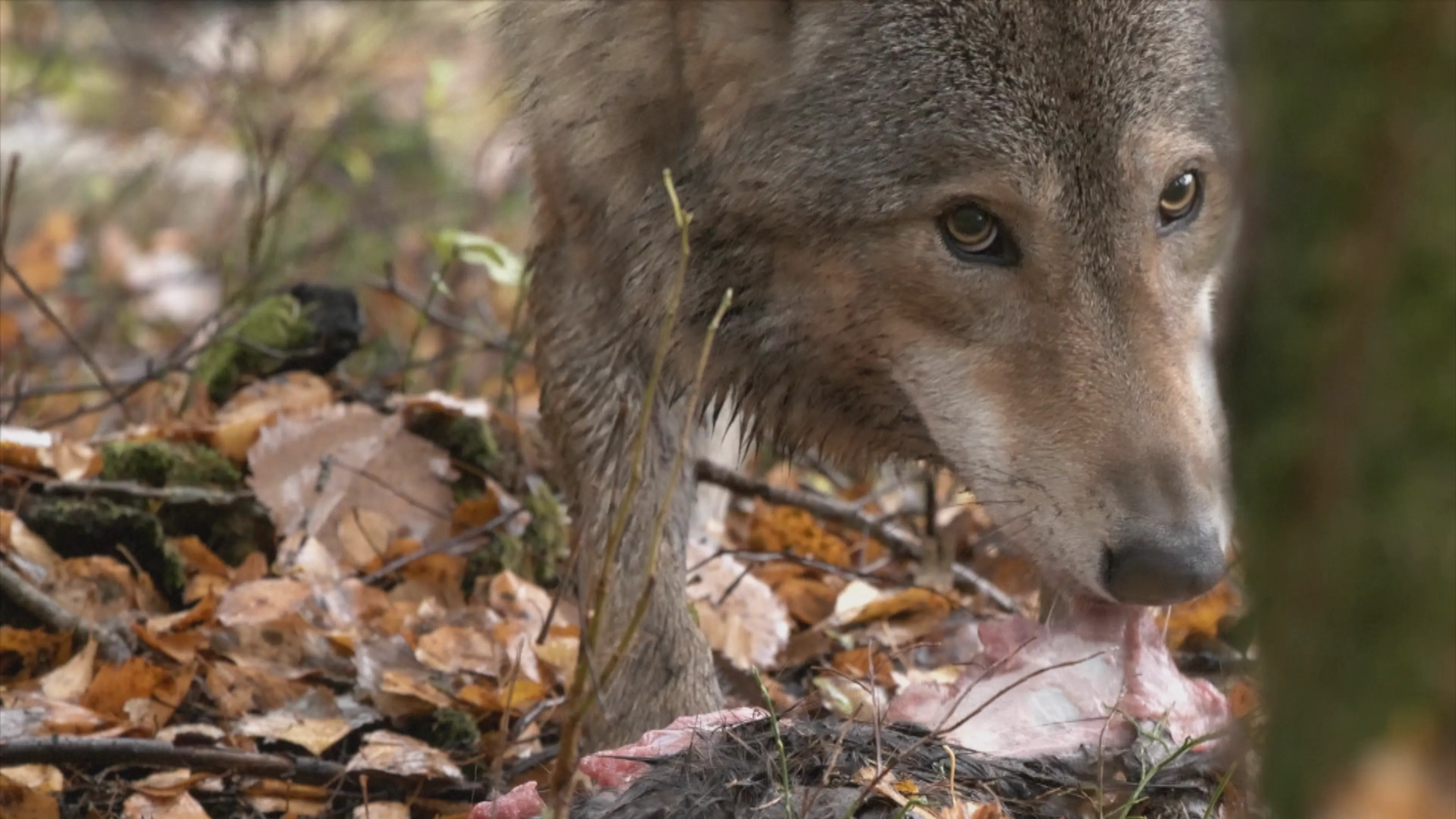 Wolf uit Alpengebied zwerft rond in zuidoosten van Brabant