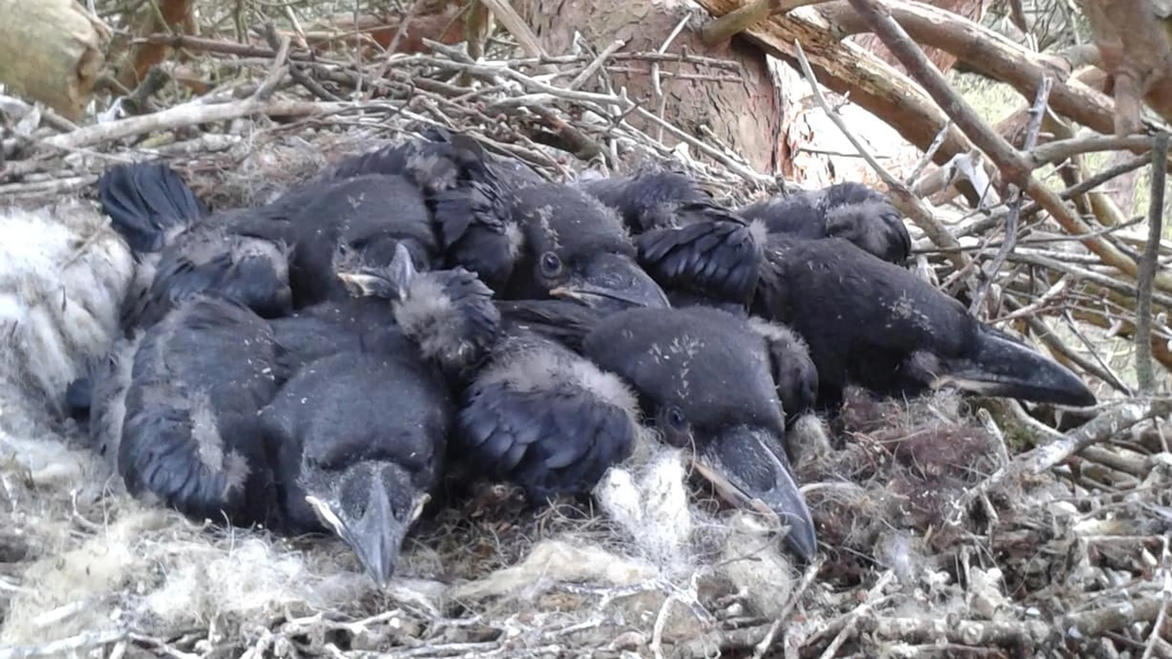 Dierenbeul klimt in 20 meter hoge boom en vernielt ravennest