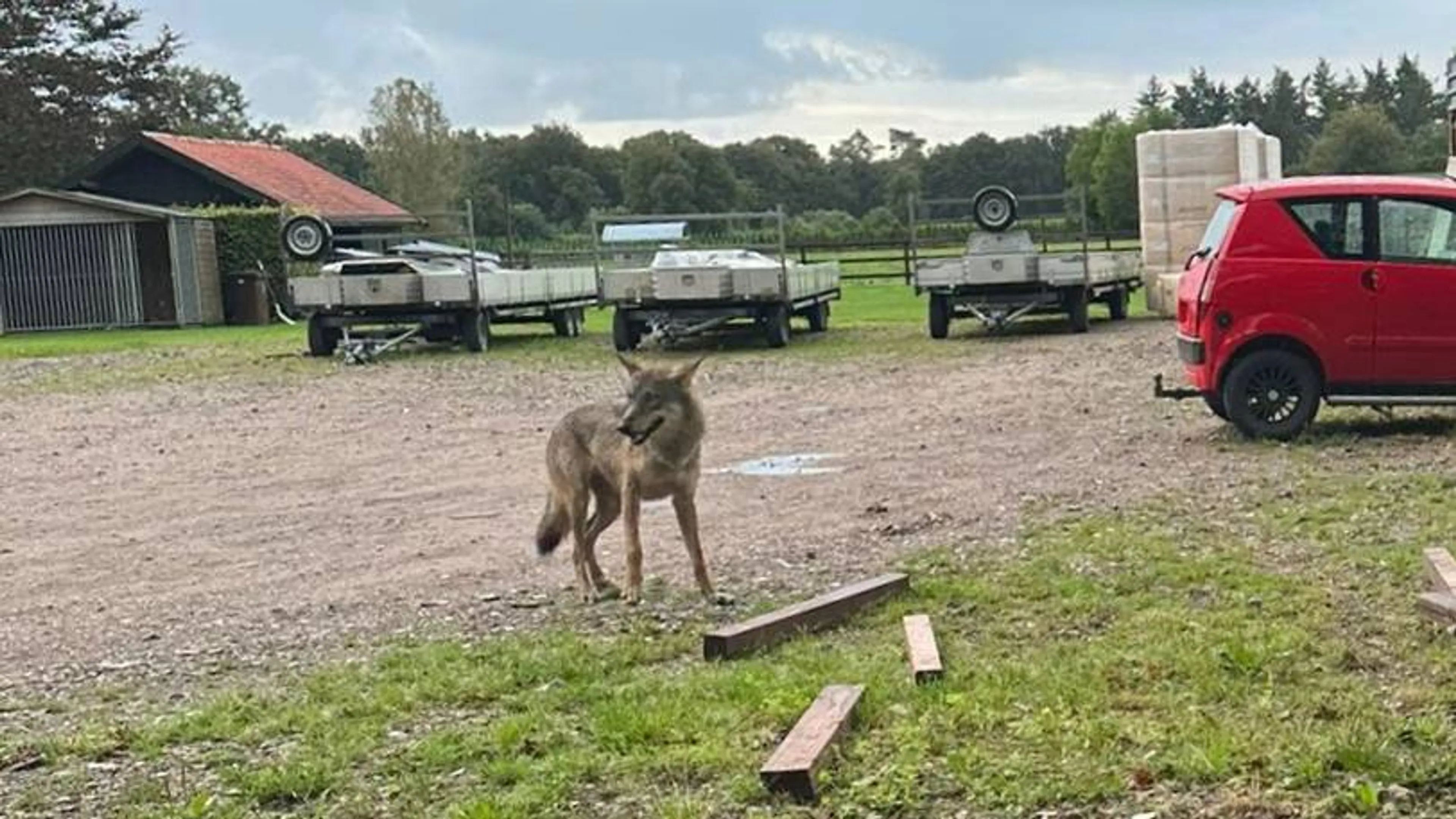 Pony op klaarlichte dag gedood door wolf in Wekerom