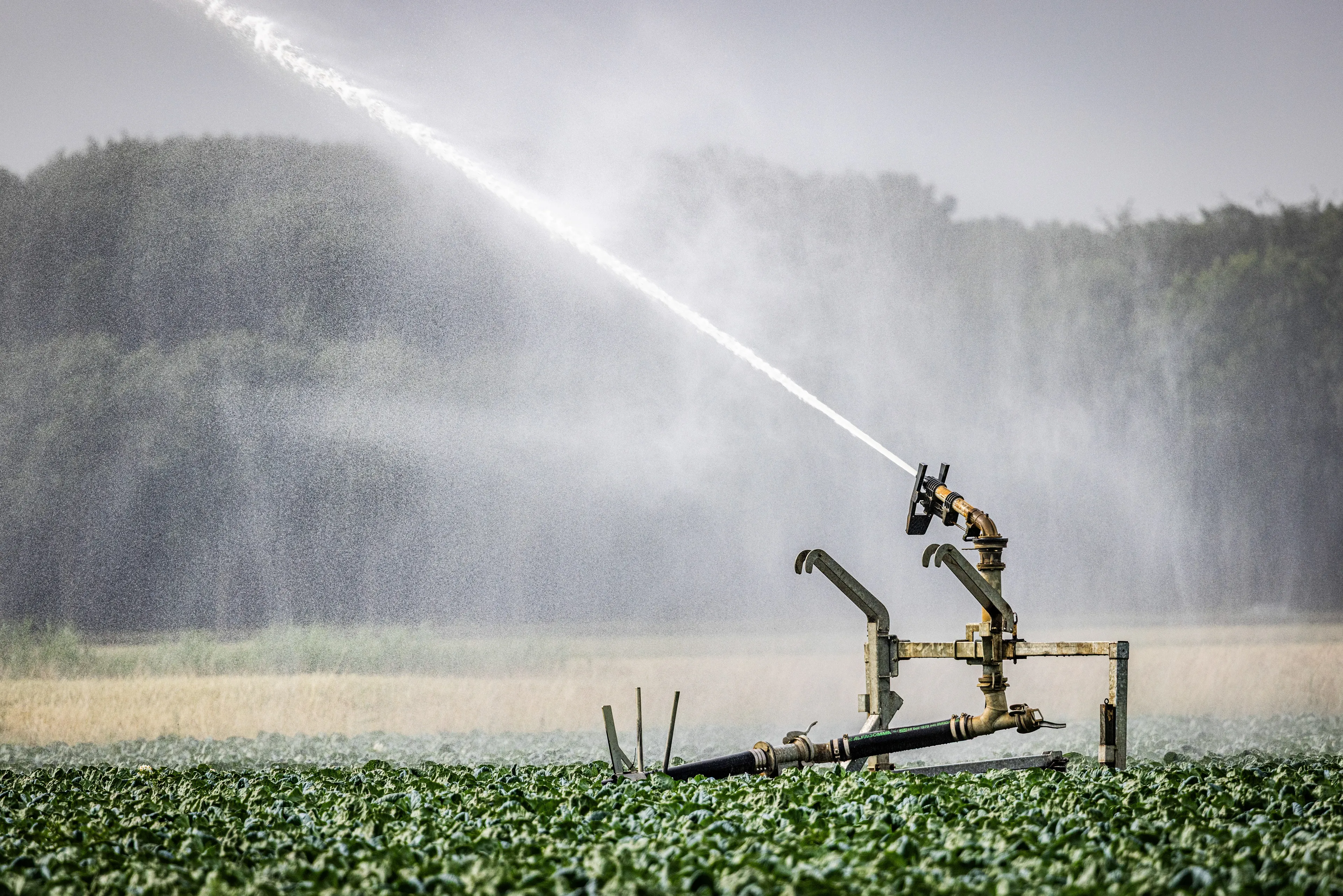 Droogte grijpt om zich heen: waarom zuinig omgaan met water nu belangrijk is