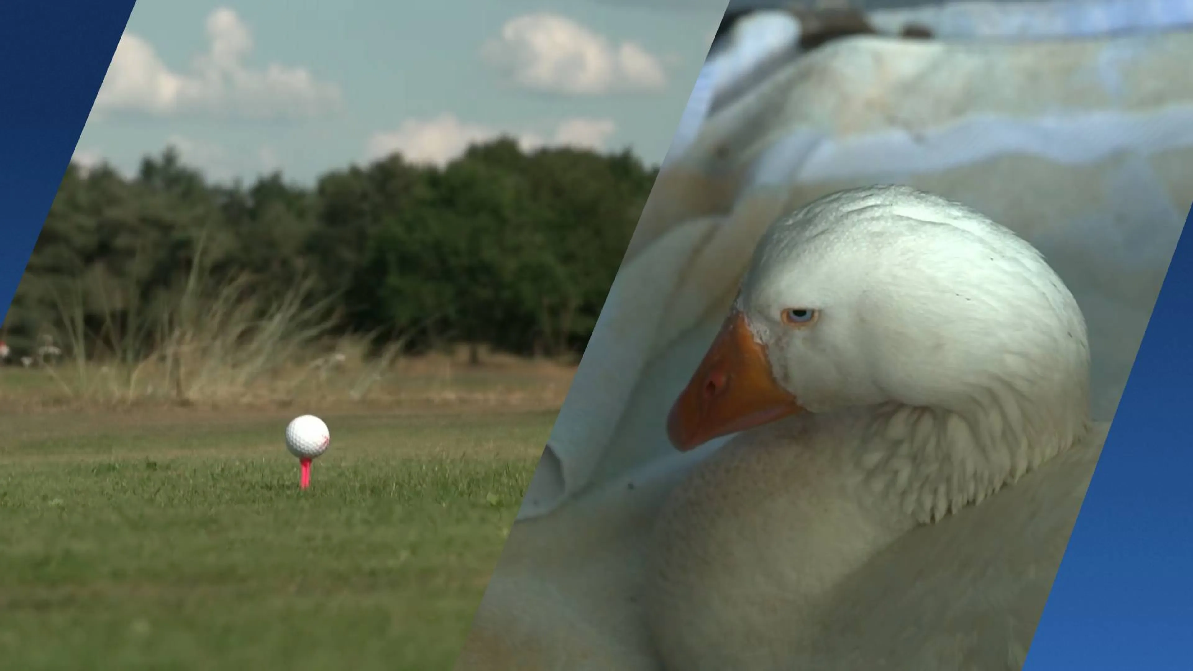Golfbaangans gewond door bal, golfers leven massaal mee