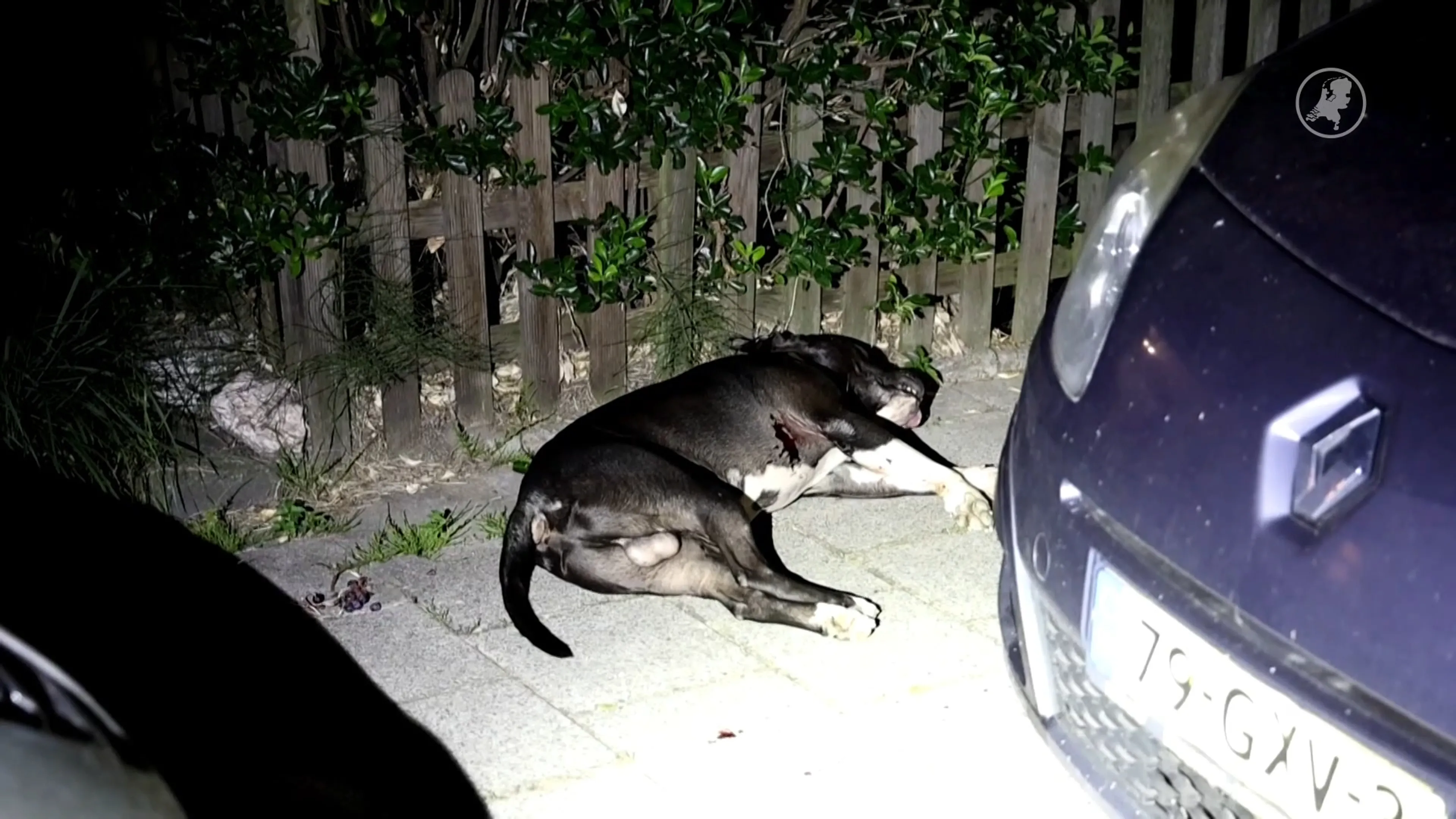 Politie loste eerst waarschuwingsschot vóór doodschieten hond in Haarlem
