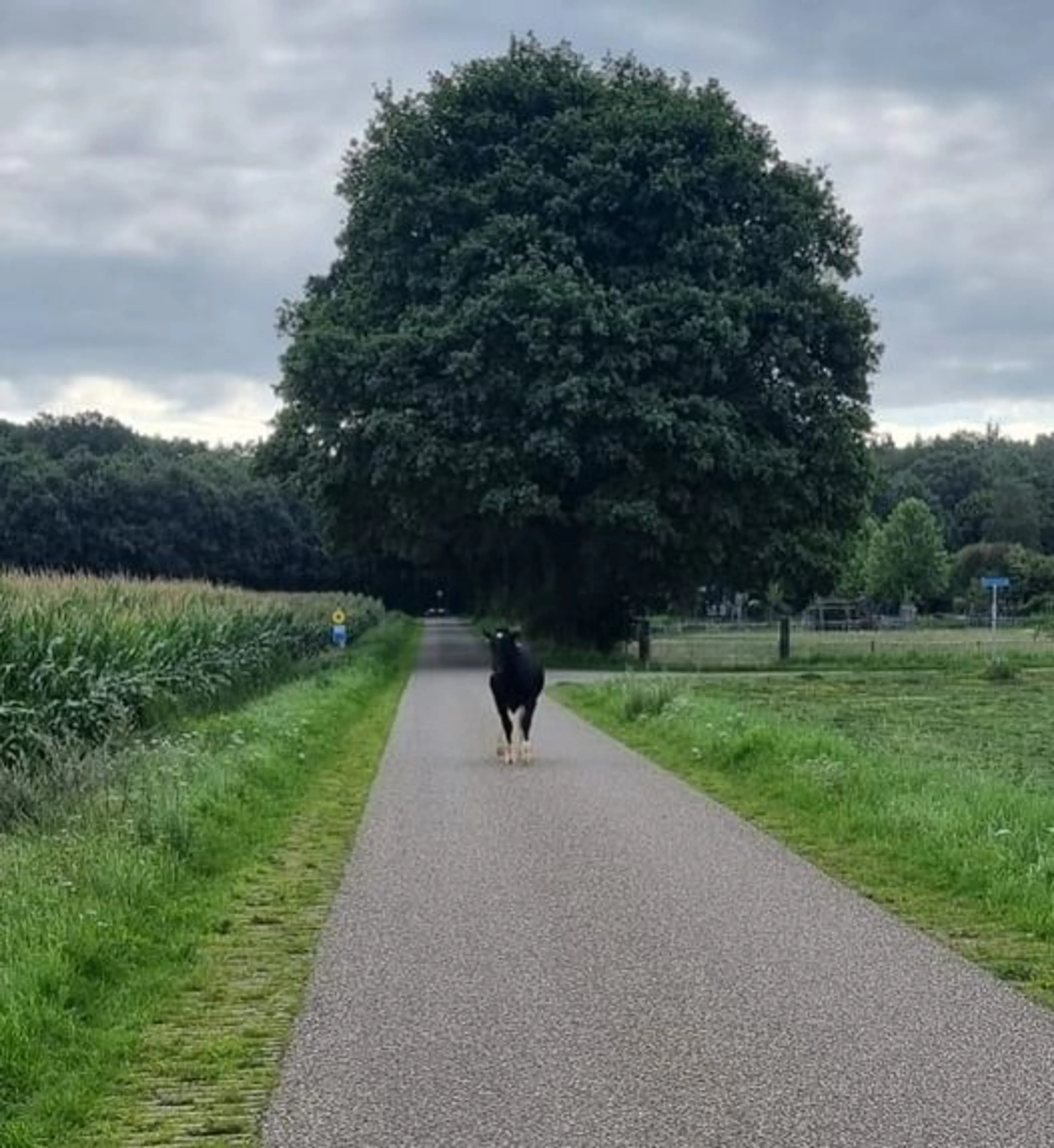 Noordijk al drie dagen op zoek naar losgebroken koe Suzanne
