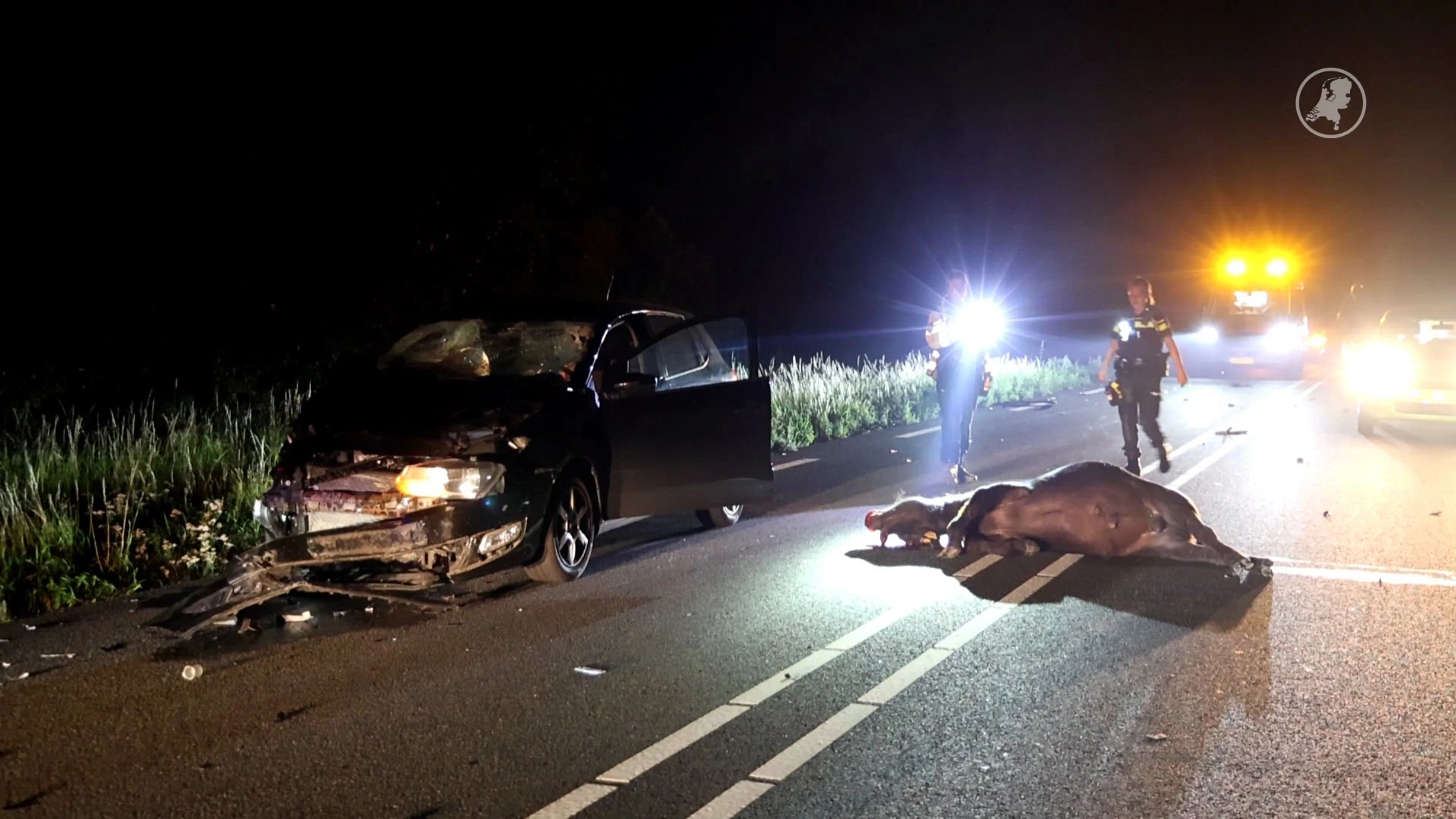 Drie koeien dood bij aanrijding met auto op N246