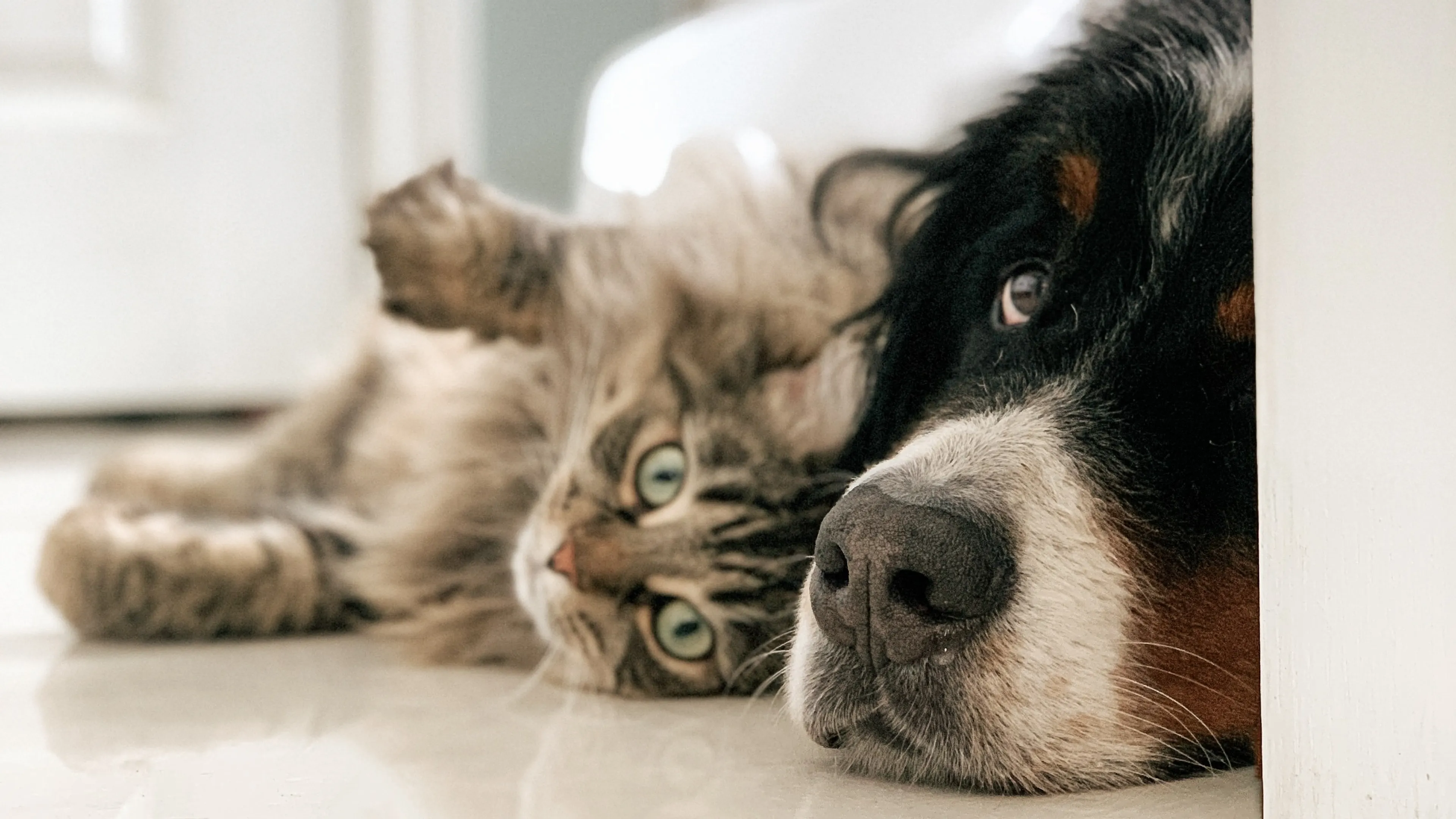 Scheiding zorgt voor strijd om huisdieren: wie mag hond of kat houden?
