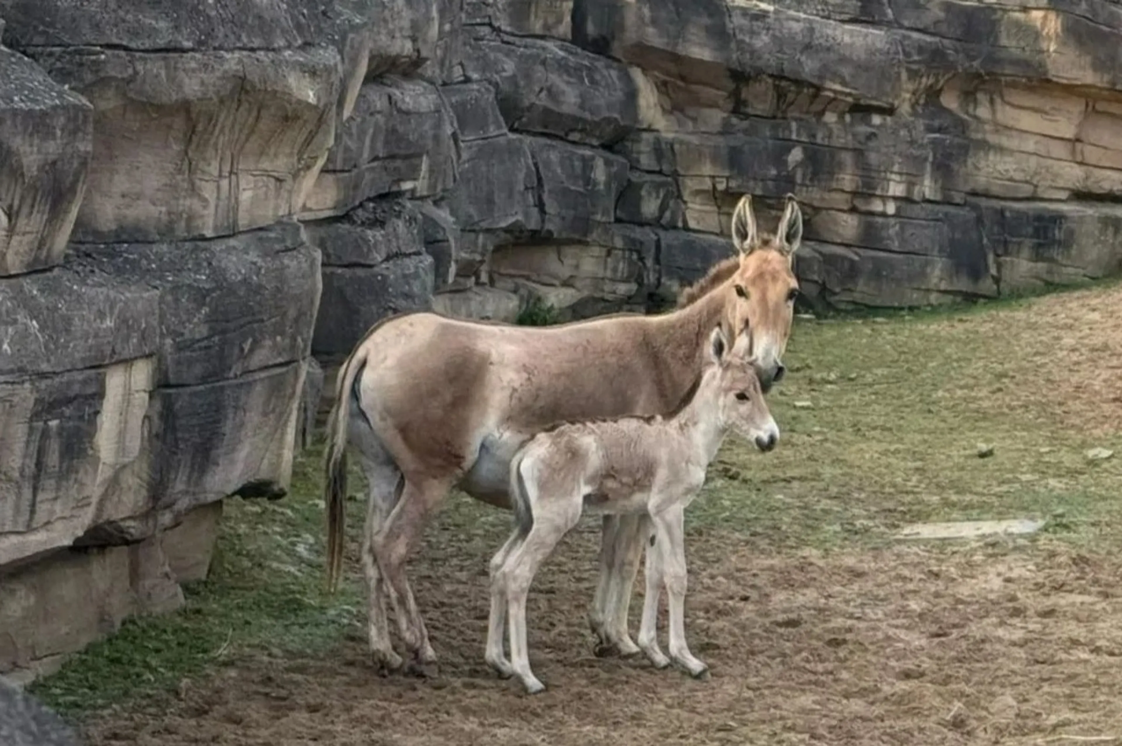 Geboortegolf in WILDLANDS Emmen: zebra en twee onagers geboren