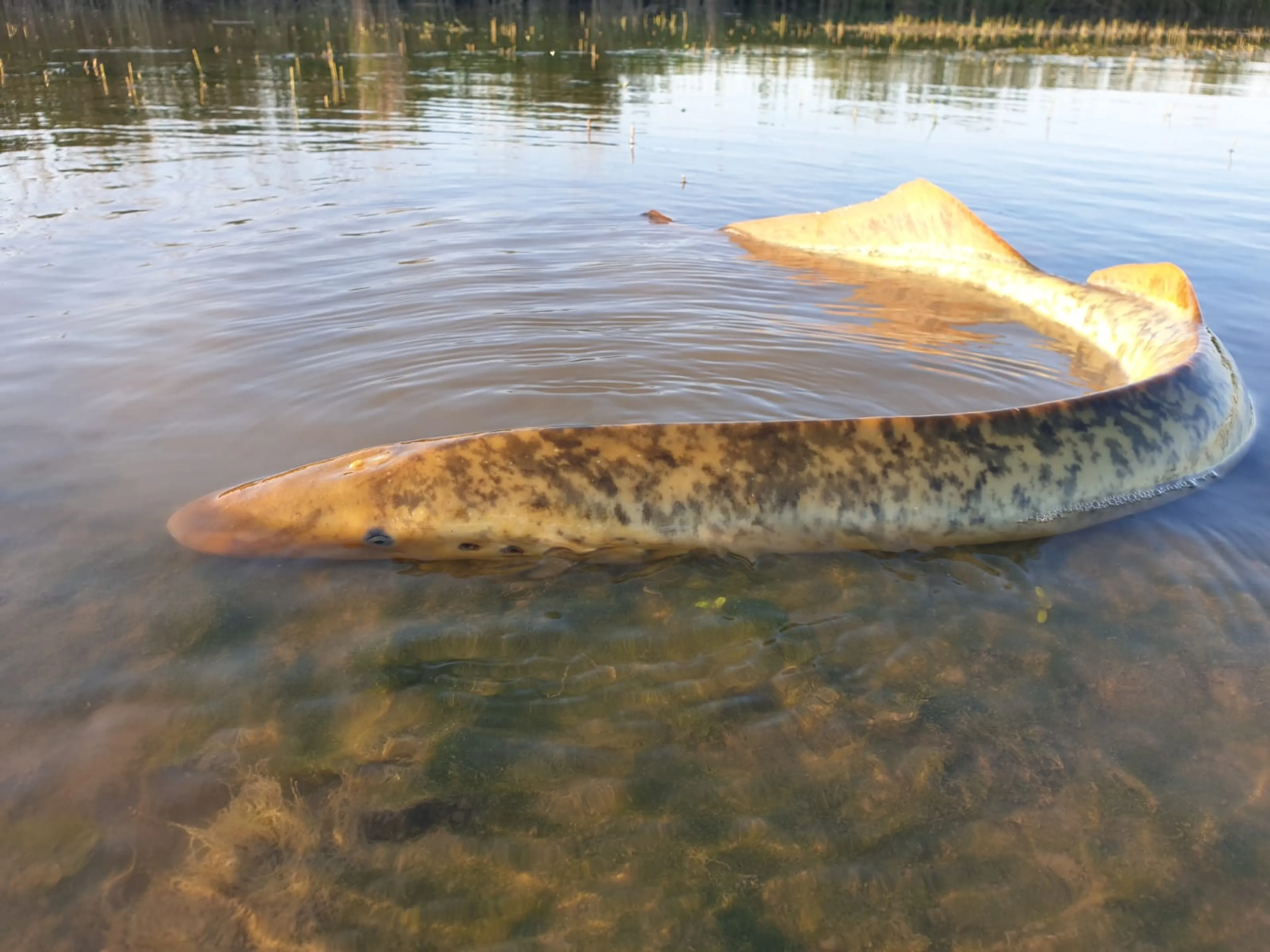 Boswachter doet zeldzame vondst in de Biesbosch: 'Zo indrukwekkend!'
