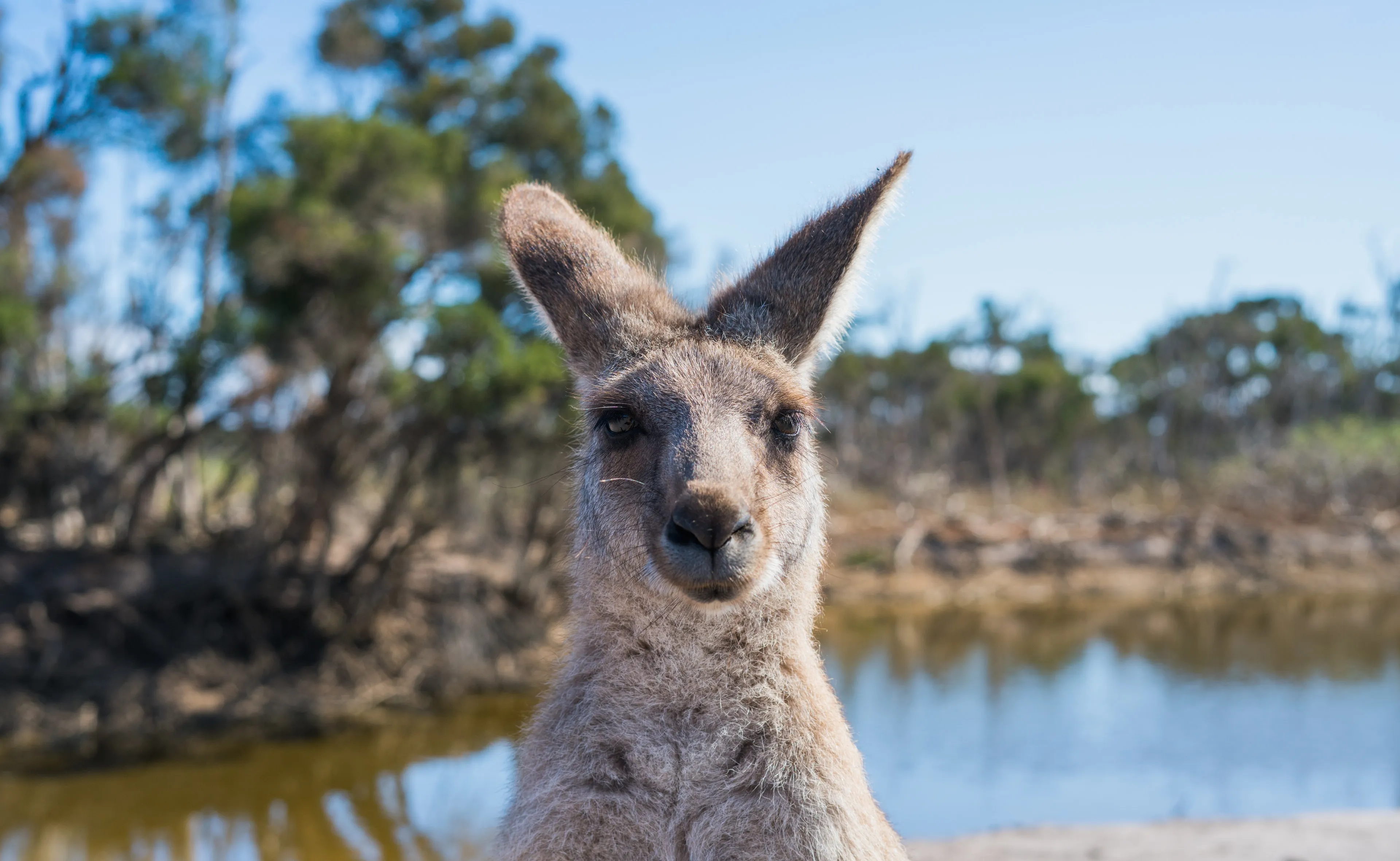 Australië opent op 21 februari weer zijn grenzen voor toeristen