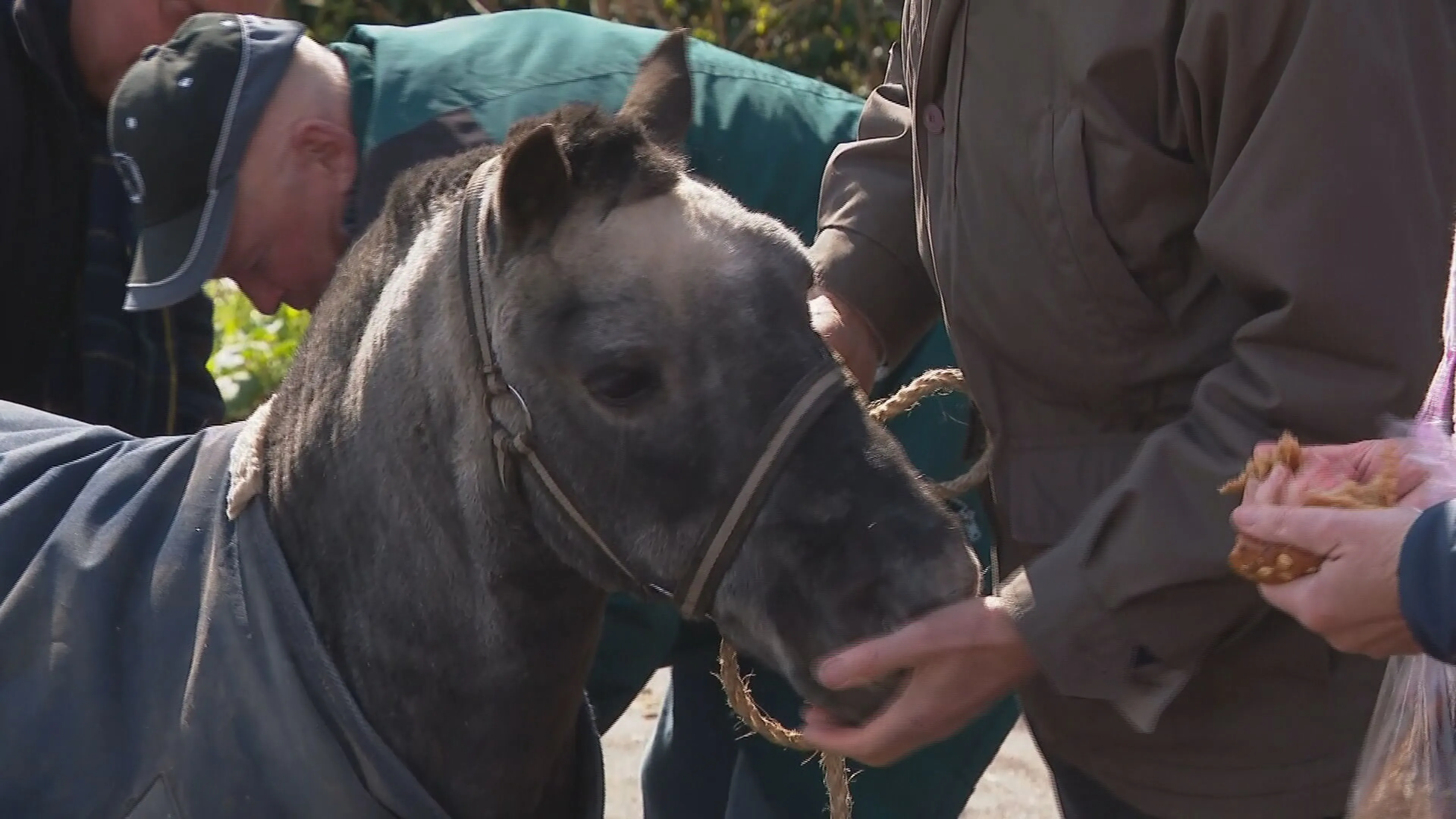 Bejaarde shetlandpony eindelijk weer herenigd met baasje: 'De pony is het grootste slachtoffer'
