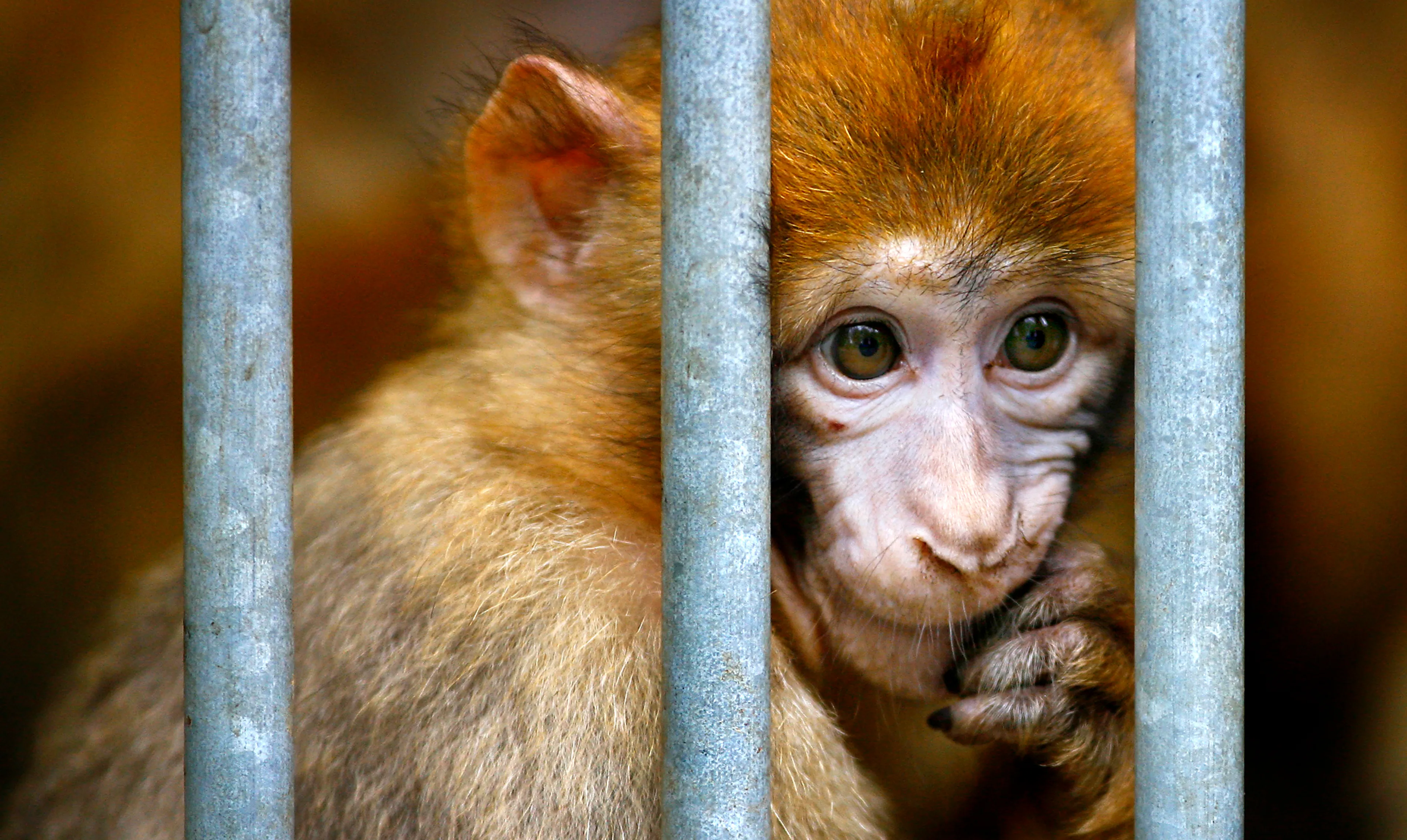Coronacrisis desastreus voor Stichting AAP: 'Er zullen dieren sterven'