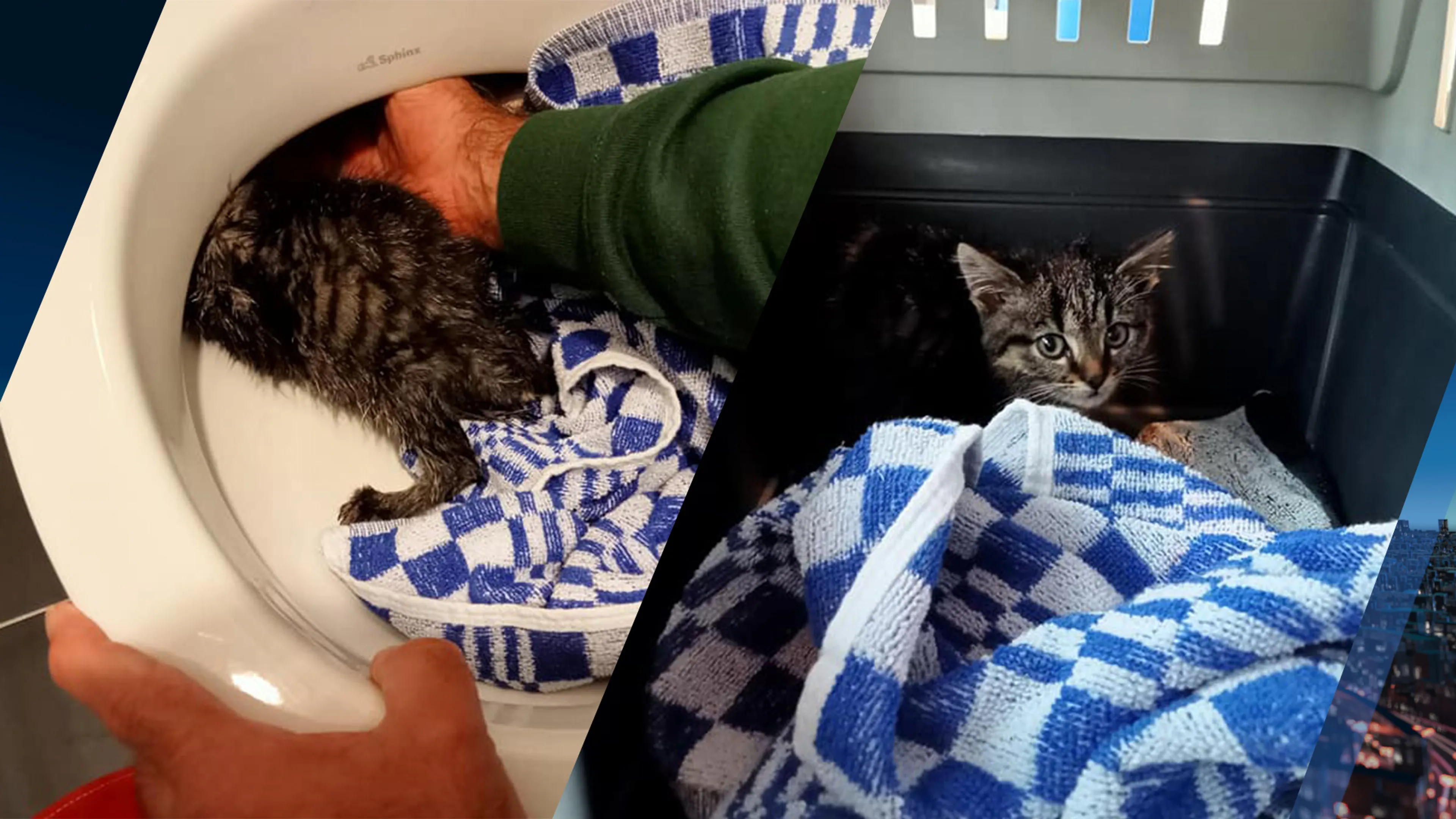 Kitten brengt zichzelf in benarde positie en komt vast te zitten in wc-pot