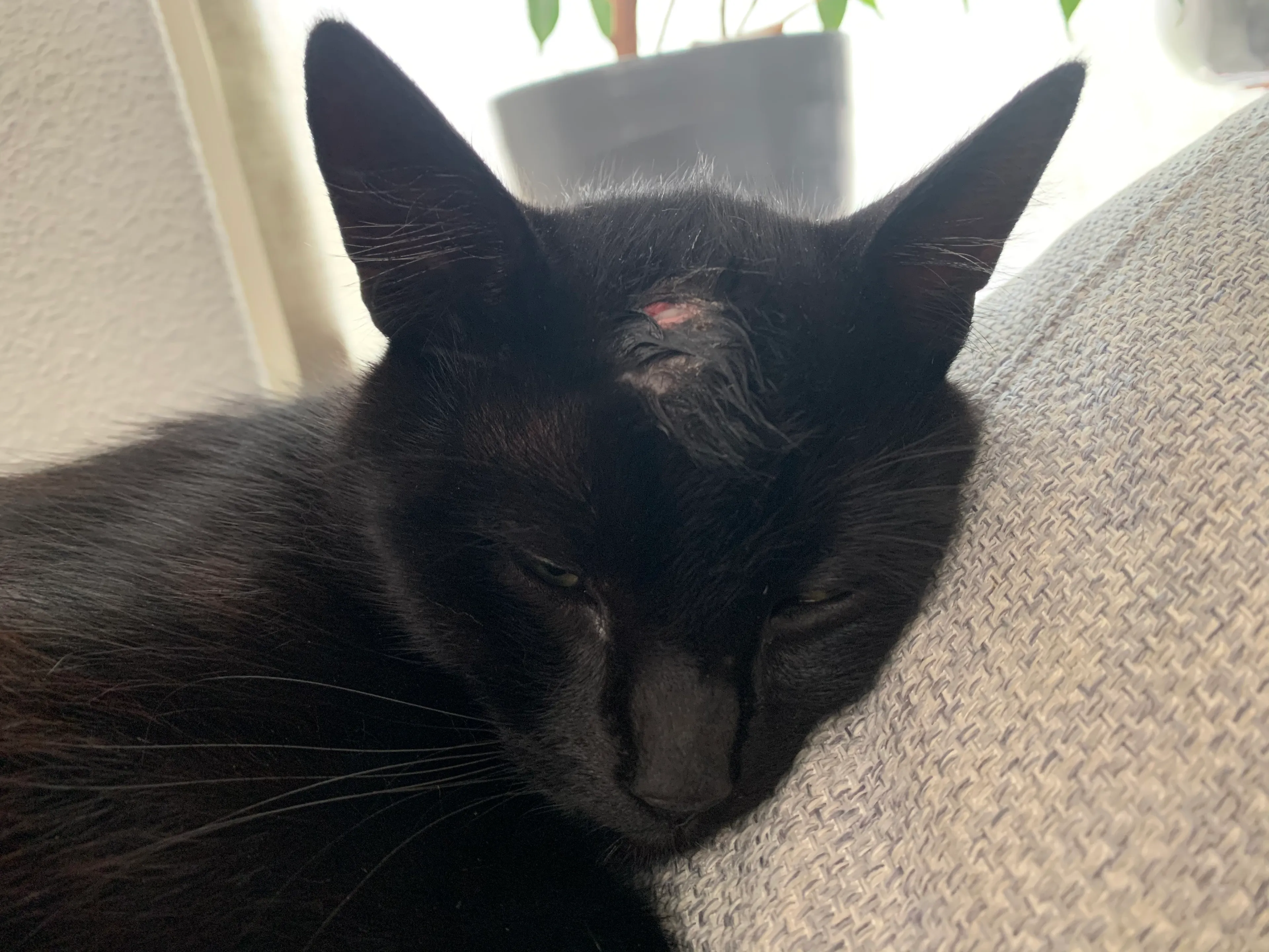 Wie schoot er op kat Alfons? Tipgeld verhoogd naar 2500 euro