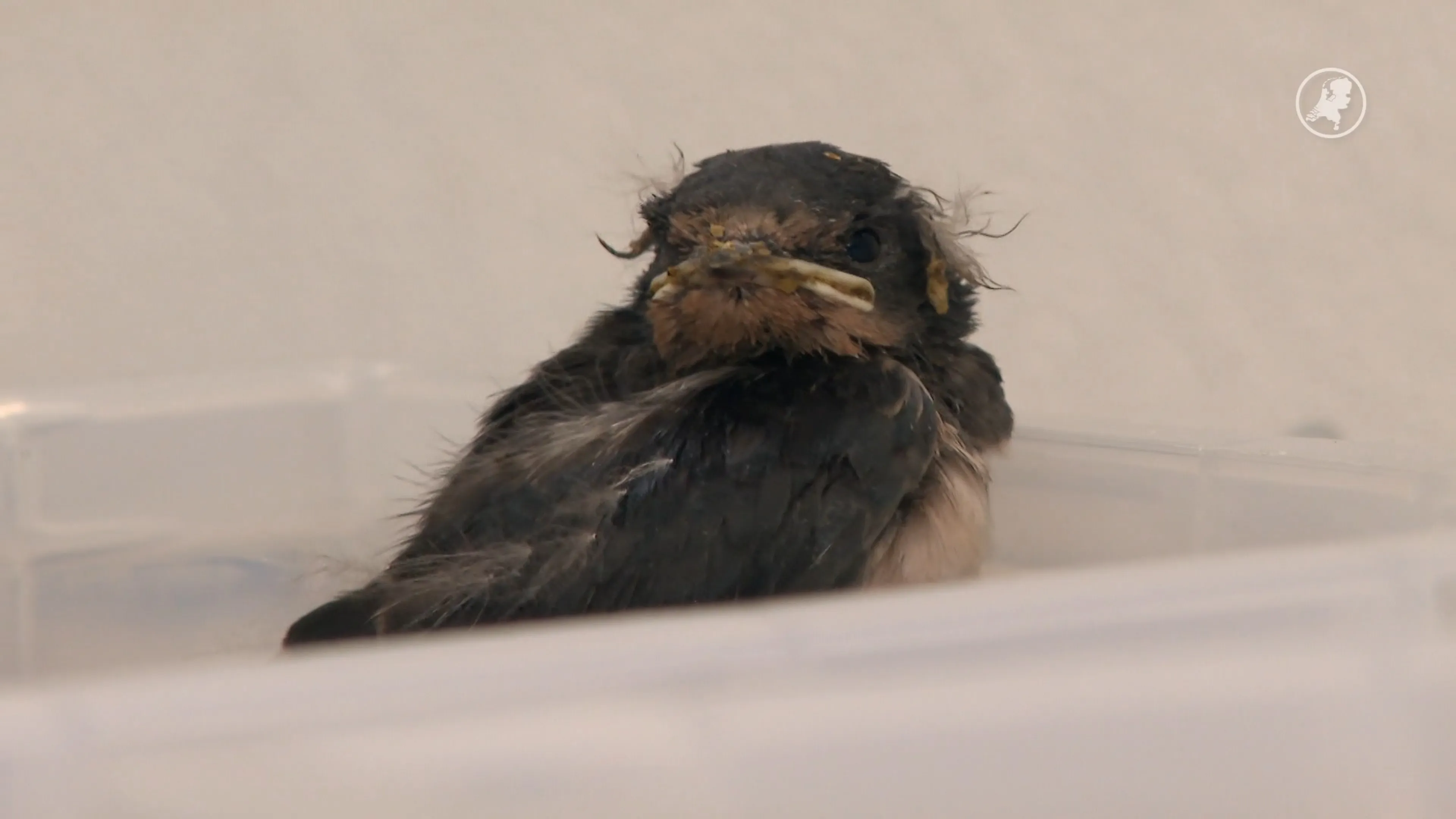Druk bij vogelhospitaal Naarden: al meer dan 150 vogels opgevangen vanwege hitte