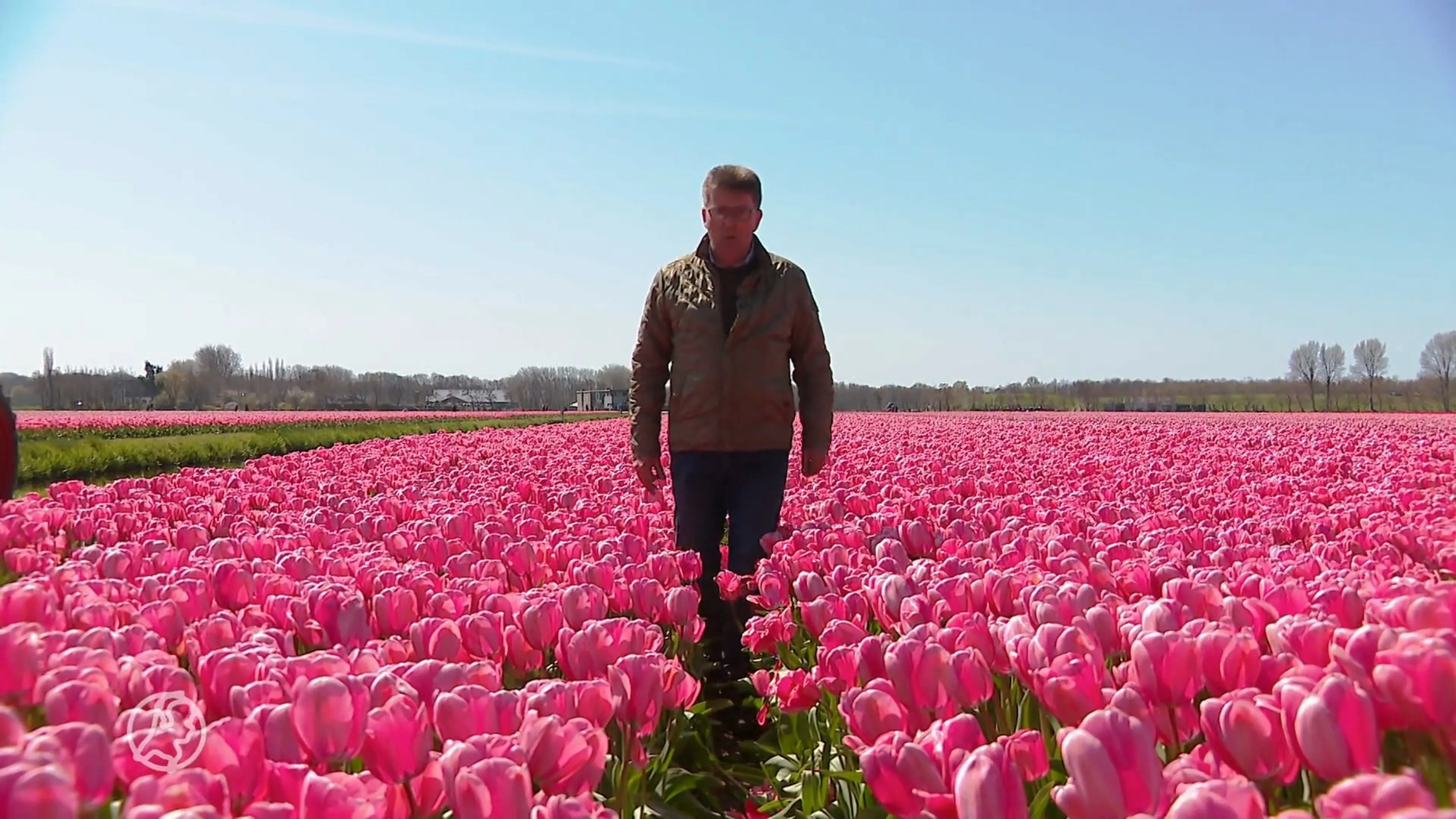 Topdrukte verwacht in Bollenstreek, kwekers bang voor dagjesmensen die tulpen vertrappen